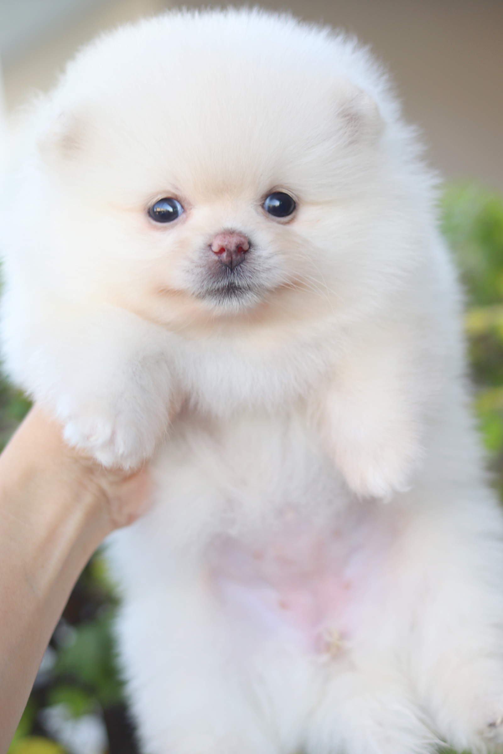 ปอมเมอเรเนียน เพศเมียสีขาวครีม