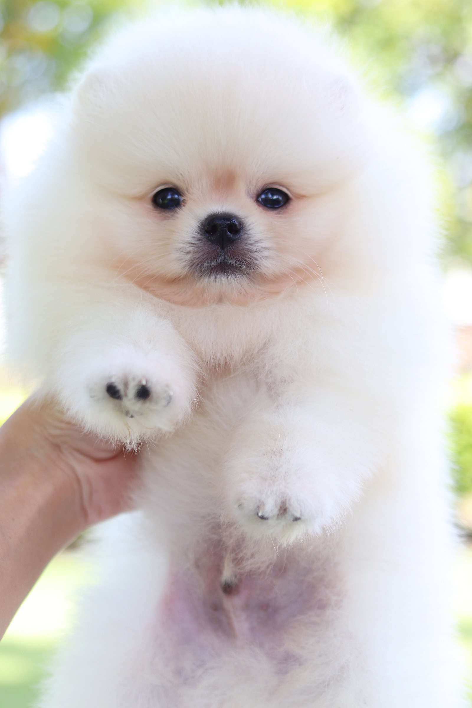 ปอมเมอเรเนียน เพศผู้สีขาวครีม เกรดโชว์