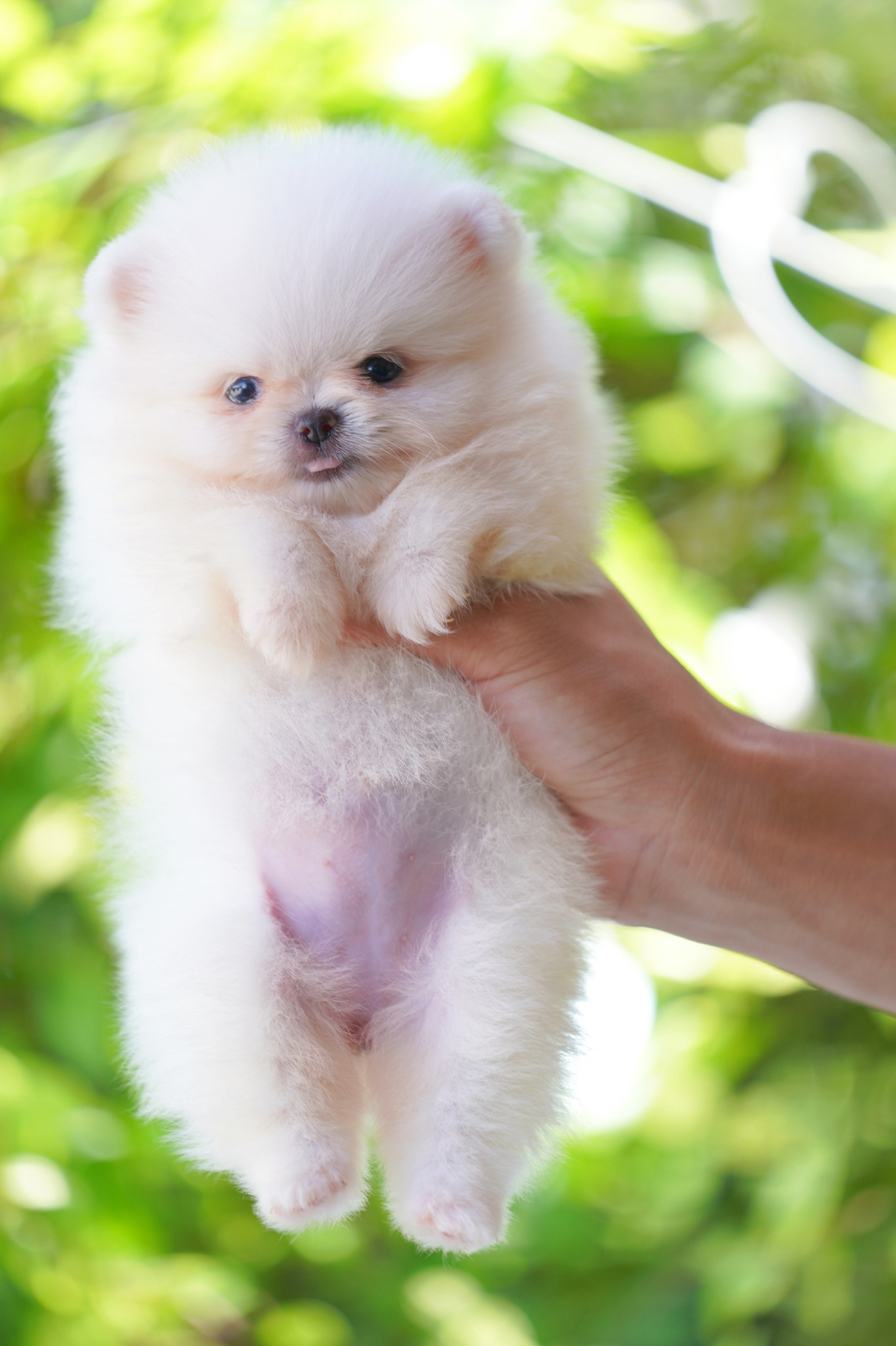 ปอมเมอเรเนียน เพศเมียสีขาวครีม เกรดโชว์