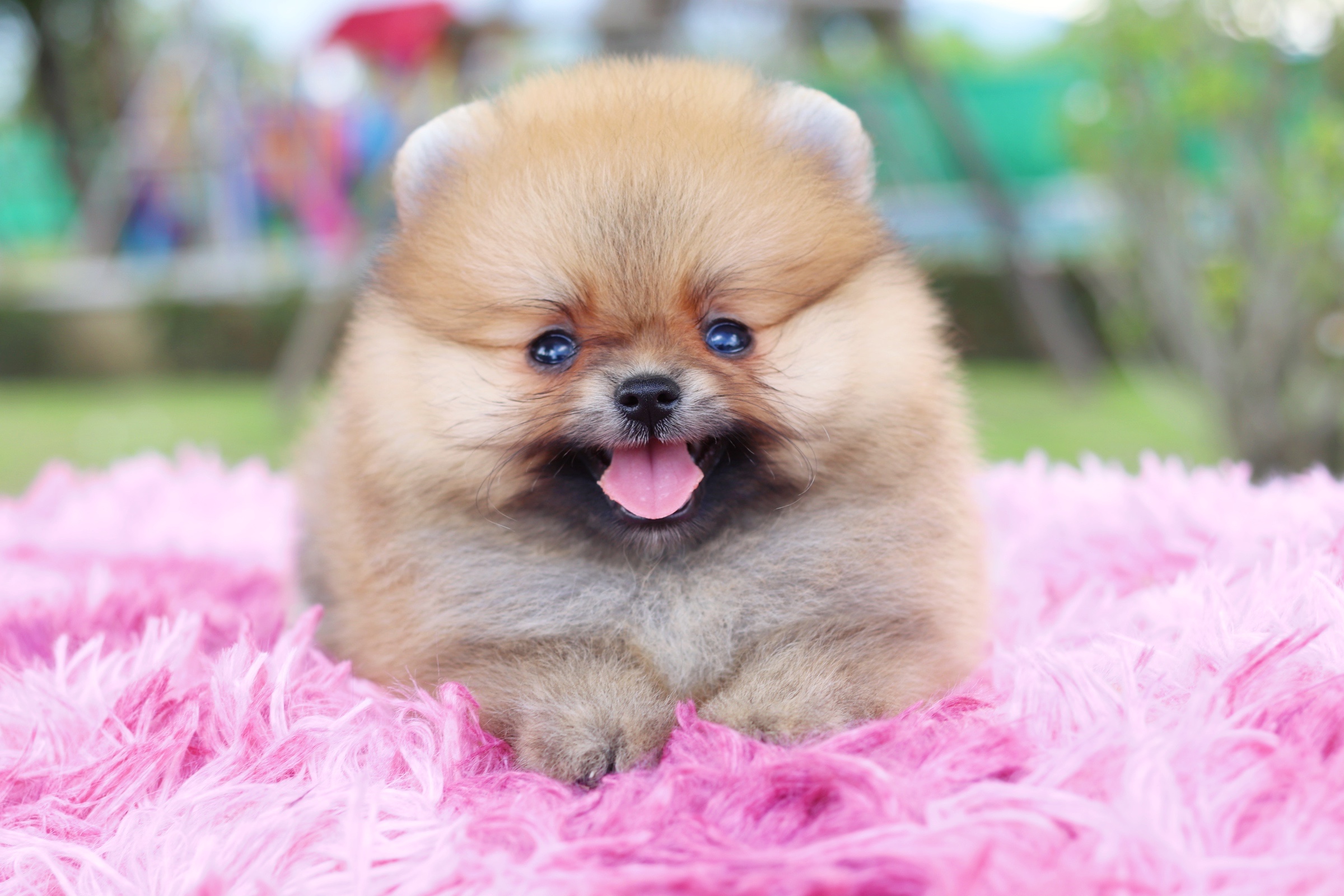 ปอมเมอเรเนียน เพศผู้สีส้มเกรดโชว์