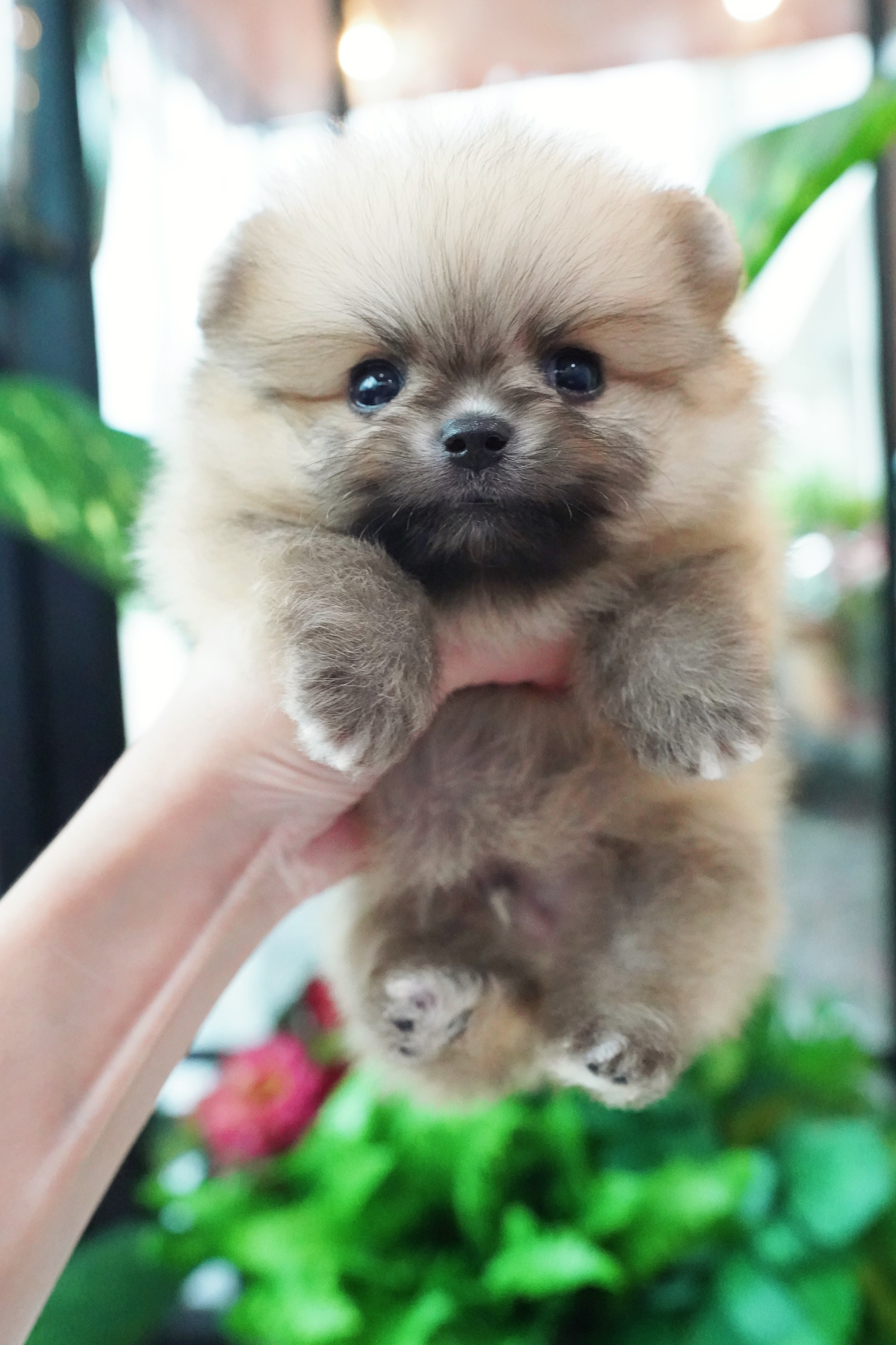 ปอมเมอเรเนียน เพศผู้ สีส้ม