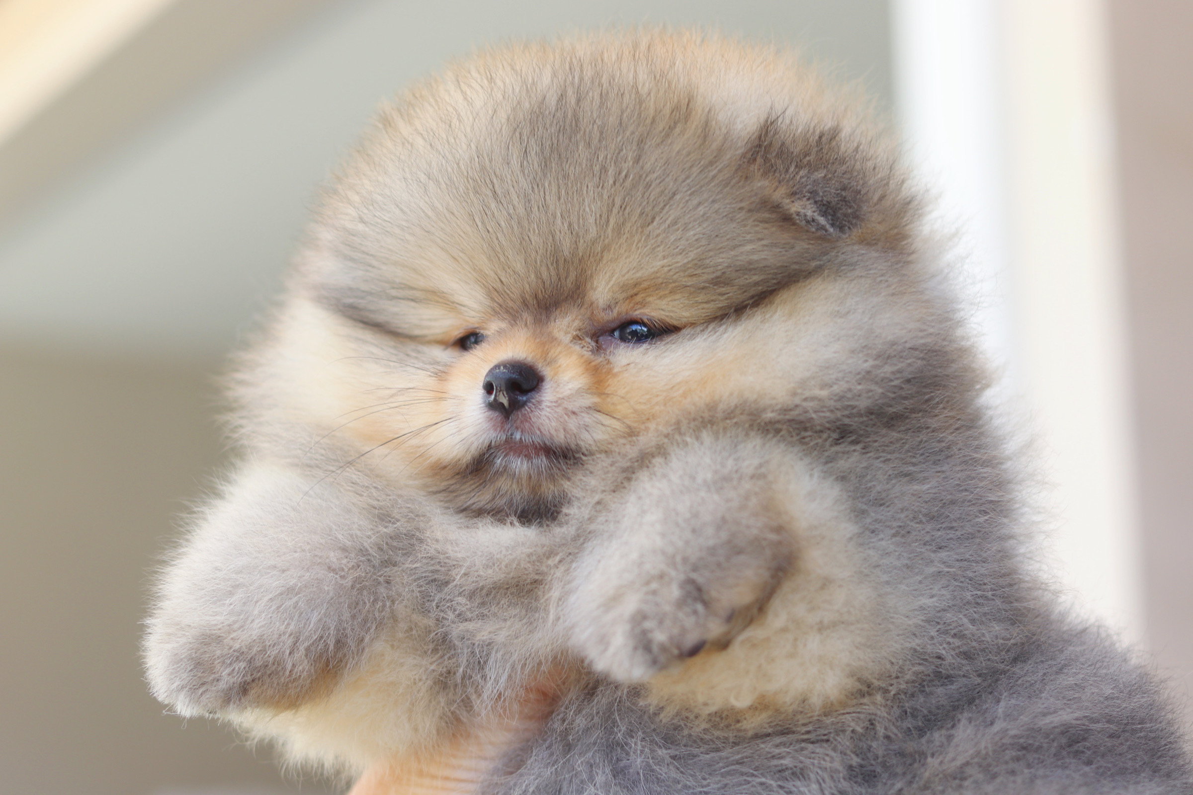 ปอมเมอเรเนียน เพศเมียสีส้มเกรดโชว์