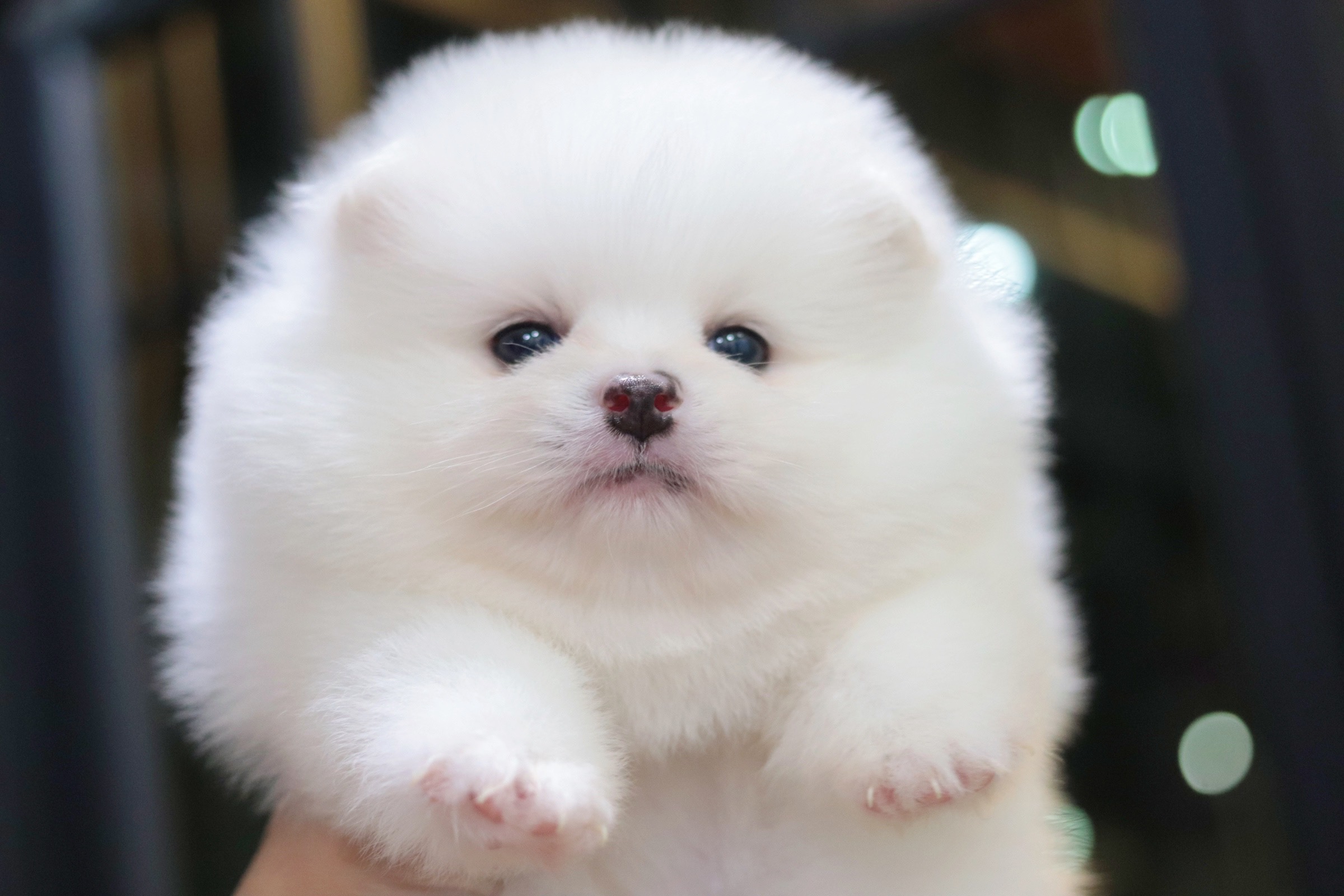 ปอมเมอเรเนียน เพศผู้ สีขาว