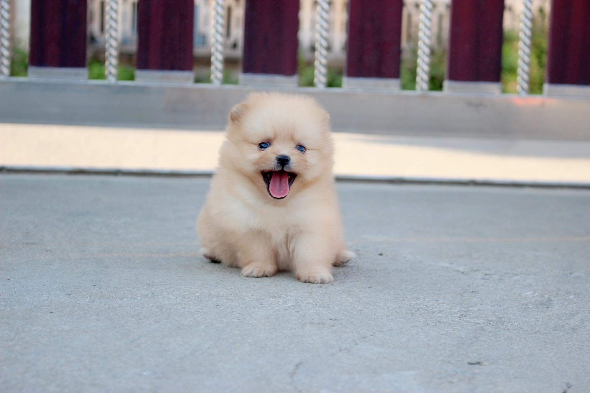 ปอมเมอเรเนียน เพศเมีย สีครีม