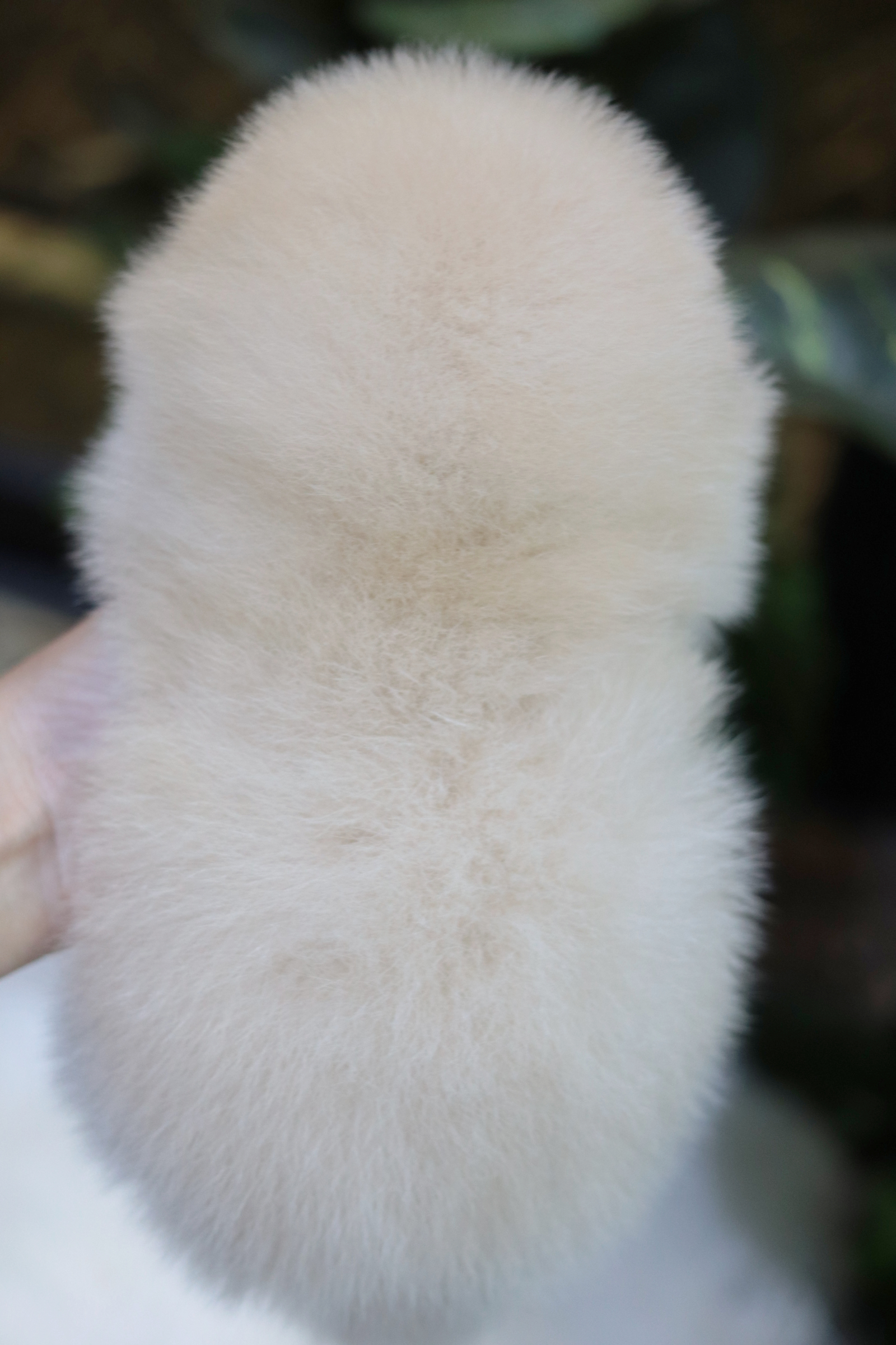 ปอมเมอเรเนียน เพศผู้สีขาวครีม