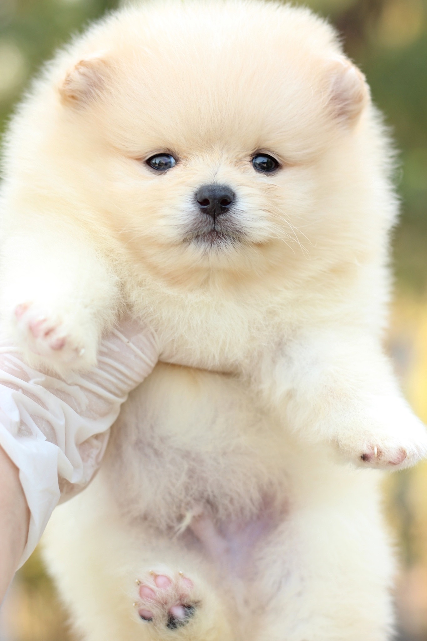 ปอมเมอเรเนียน เพศผู้ สีครีม