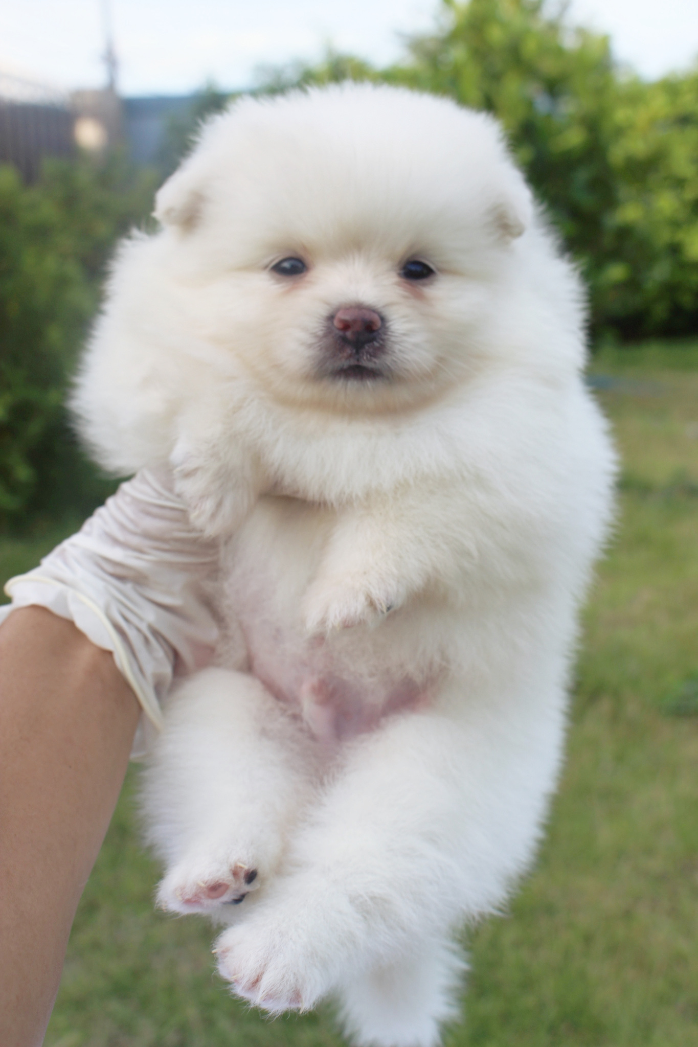 ปอมเมอเรเนียน เพศผู้ขาวครีม