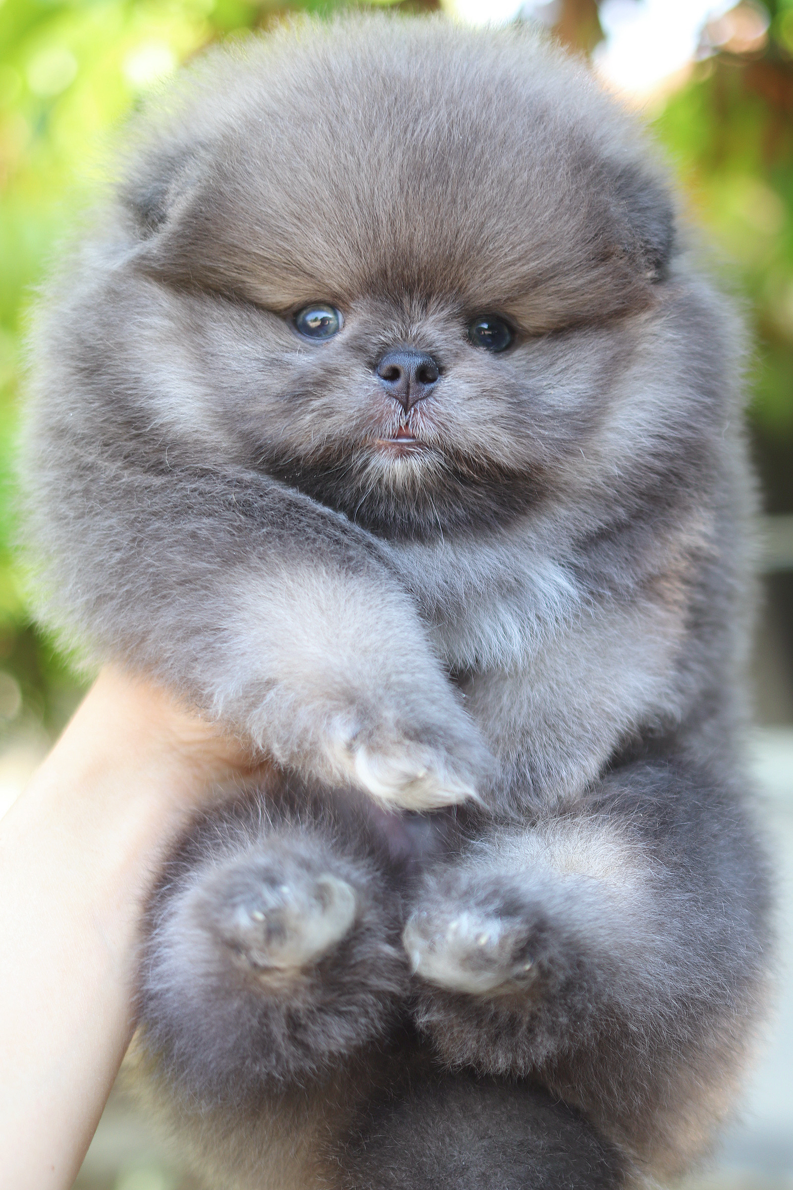 ปอมเมอเรเนียน เพศผู้ สีบลู