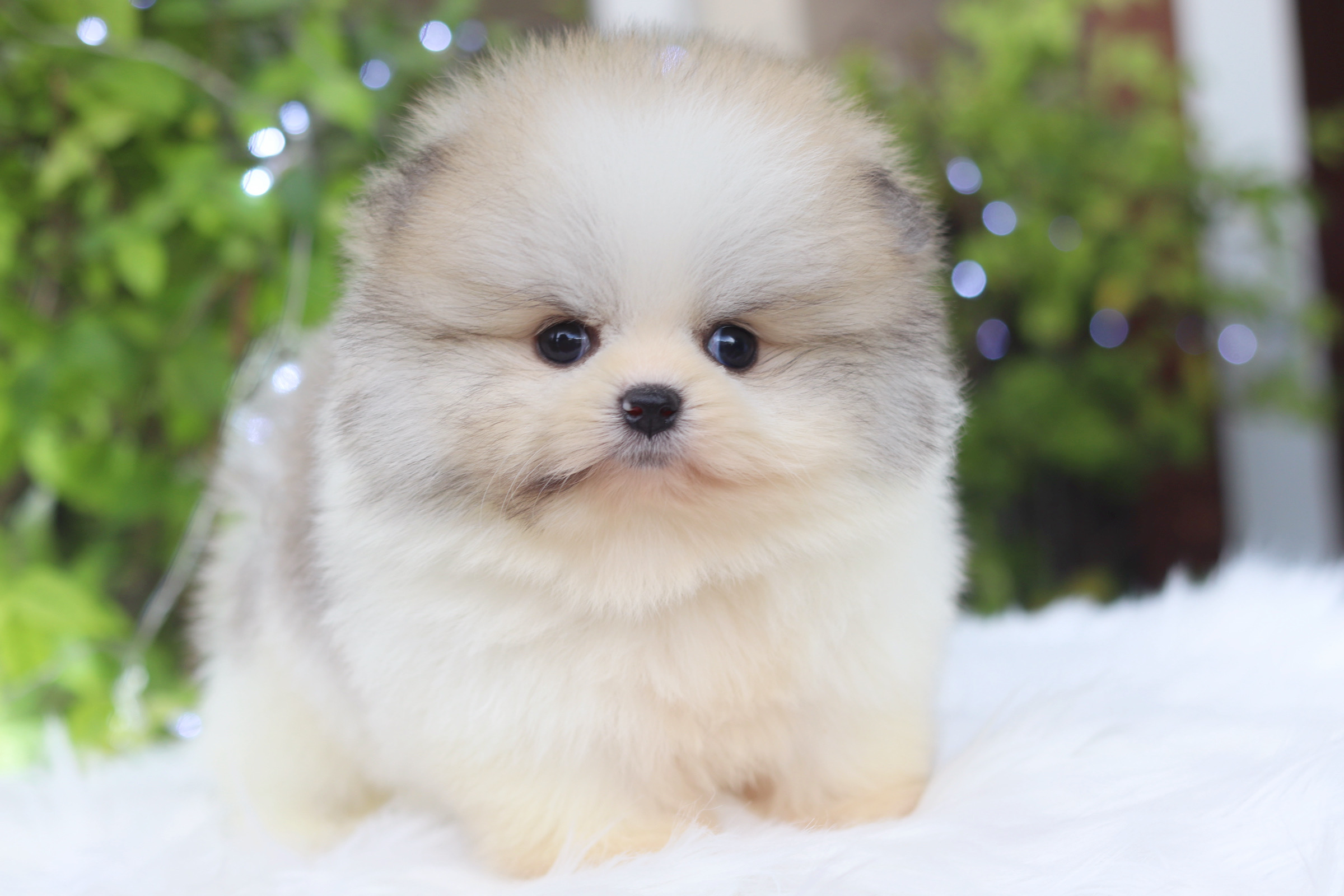 ปอมเมอเรเนียน เพศผู้ สีแฟนซี เกรดโชว์