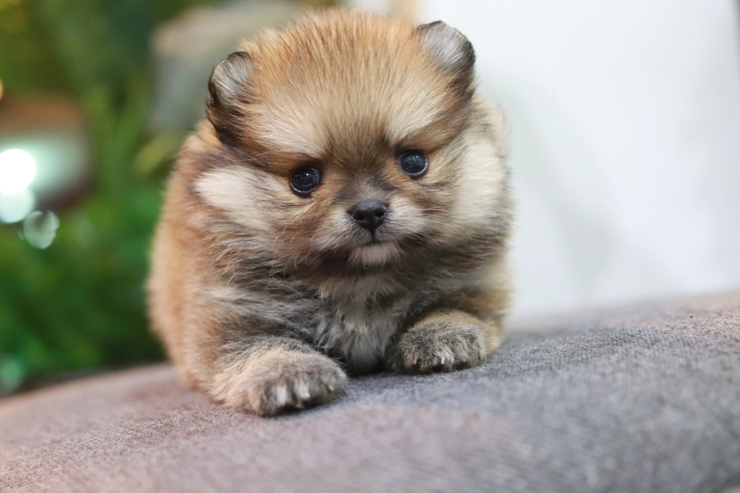 ปอมเมอเรเนียน เพศเมีย สีส้ม