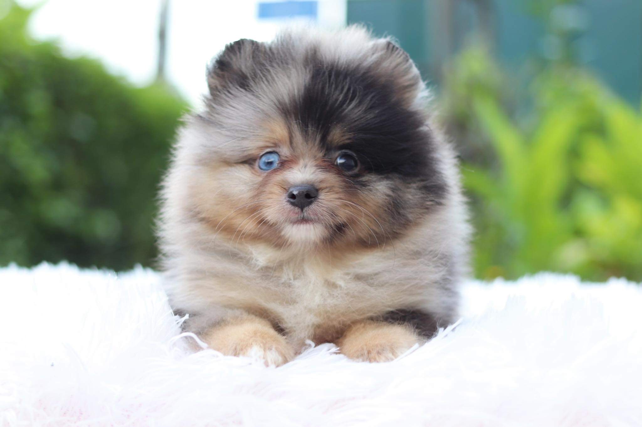 ปอมเมอเรเนียน เพศผู้ สีเมอร์เร่