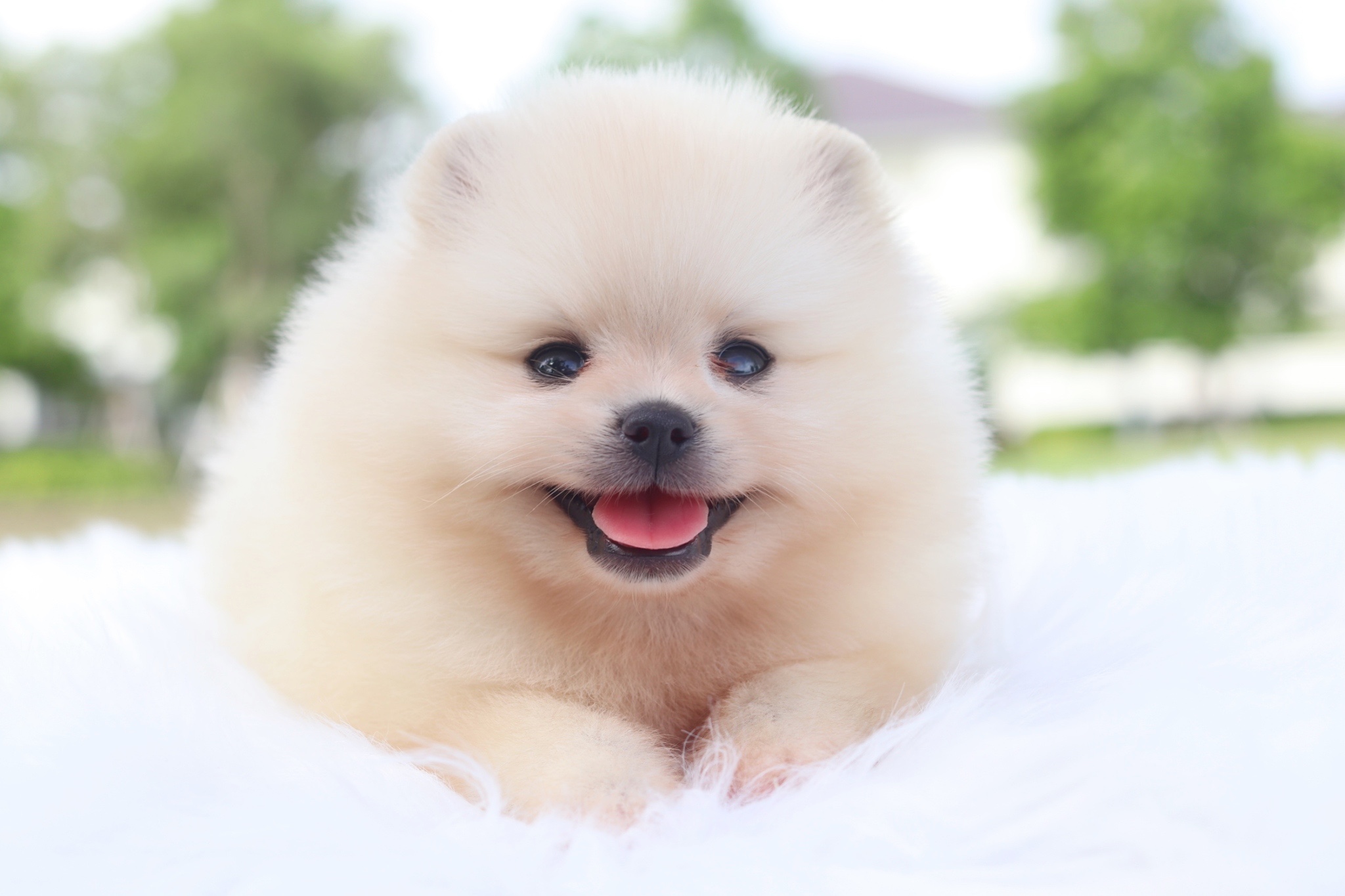 ปอมเมอเรเนียน เพศผู้สีขาวครีม