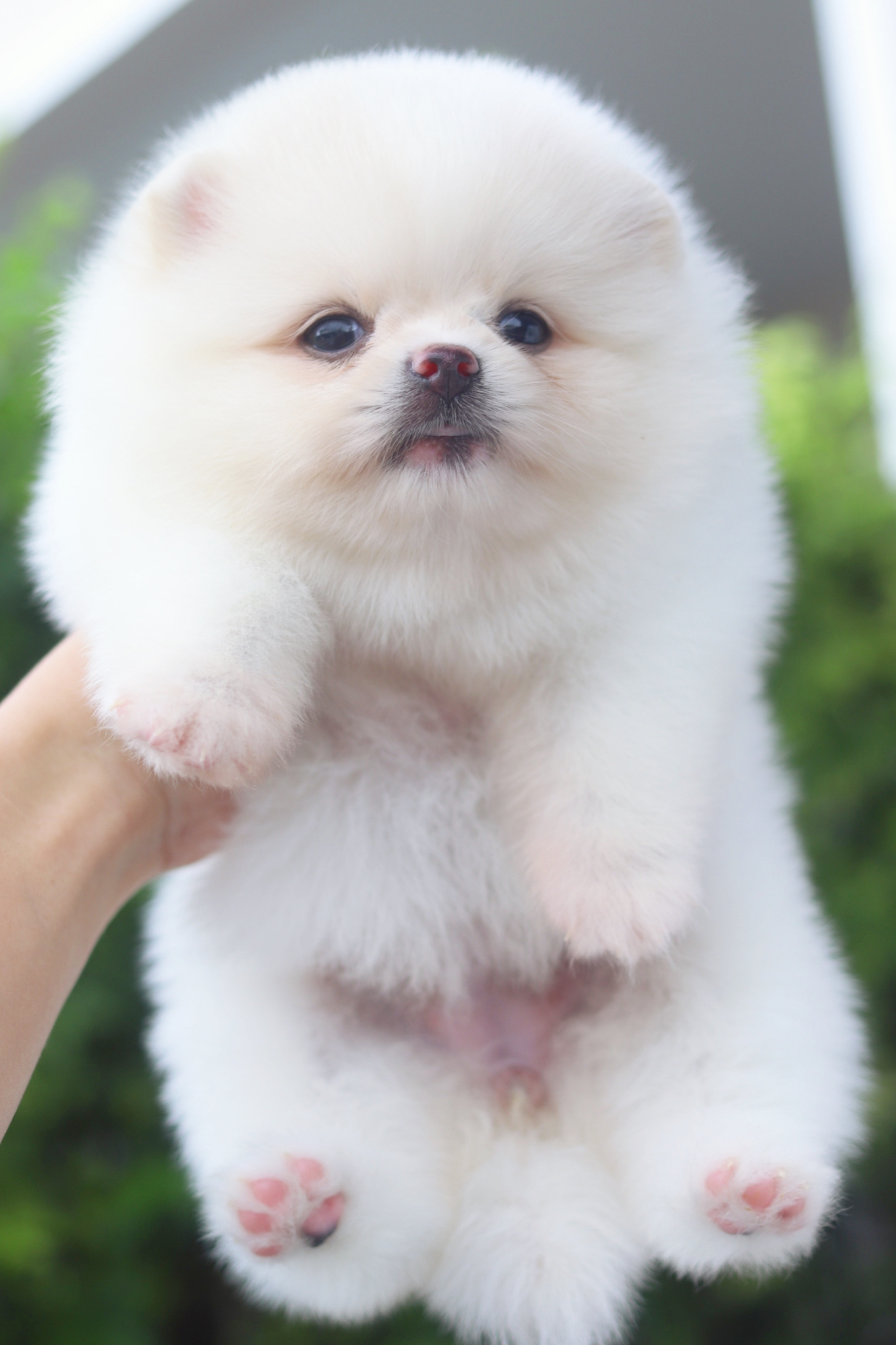 ปอมเมอเรเนียน เพศเมียสีขาวครีม