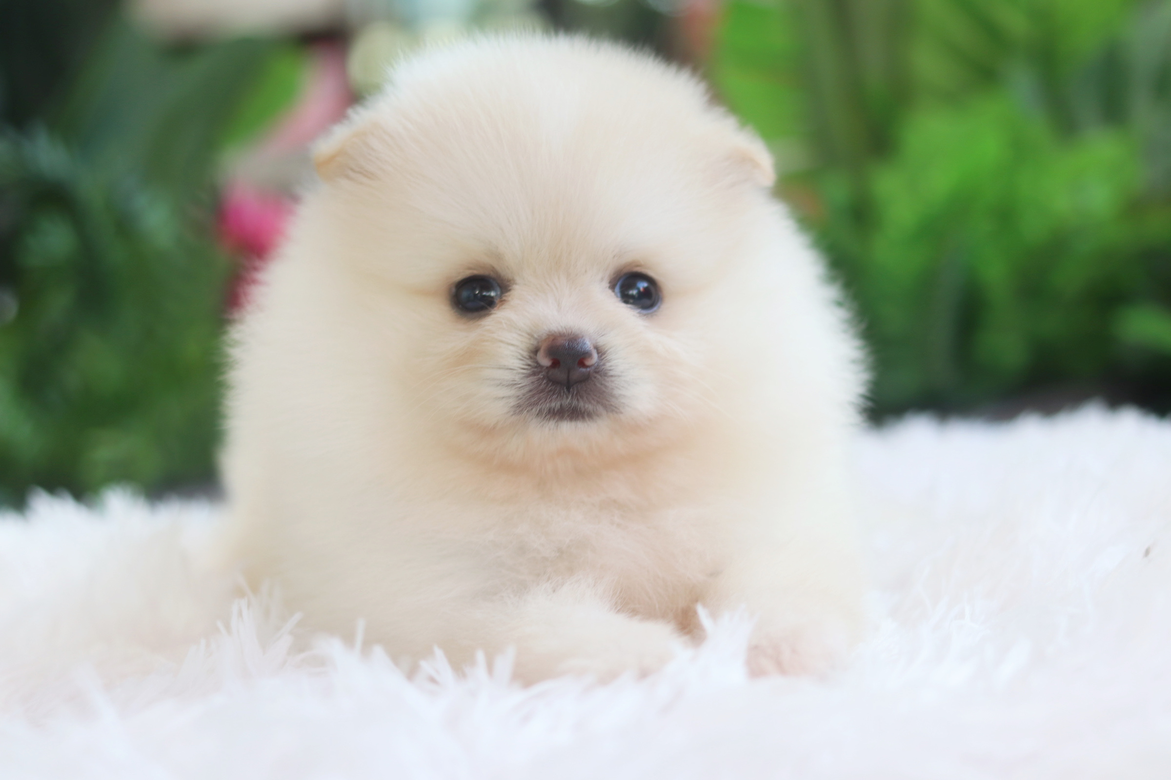 ปอมเมอเรเนียน เพศเมียสีขาวครีม