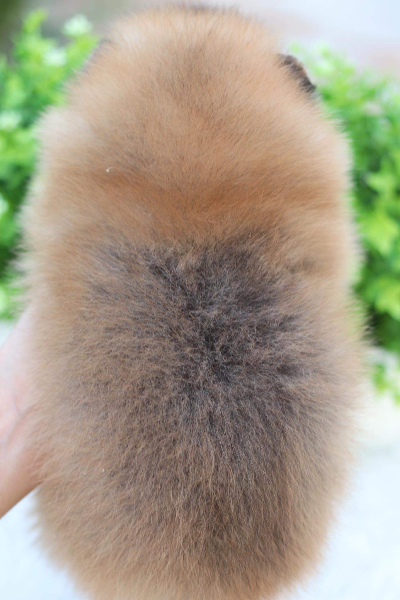 ปอมเมอเรเนียน เพศผู้