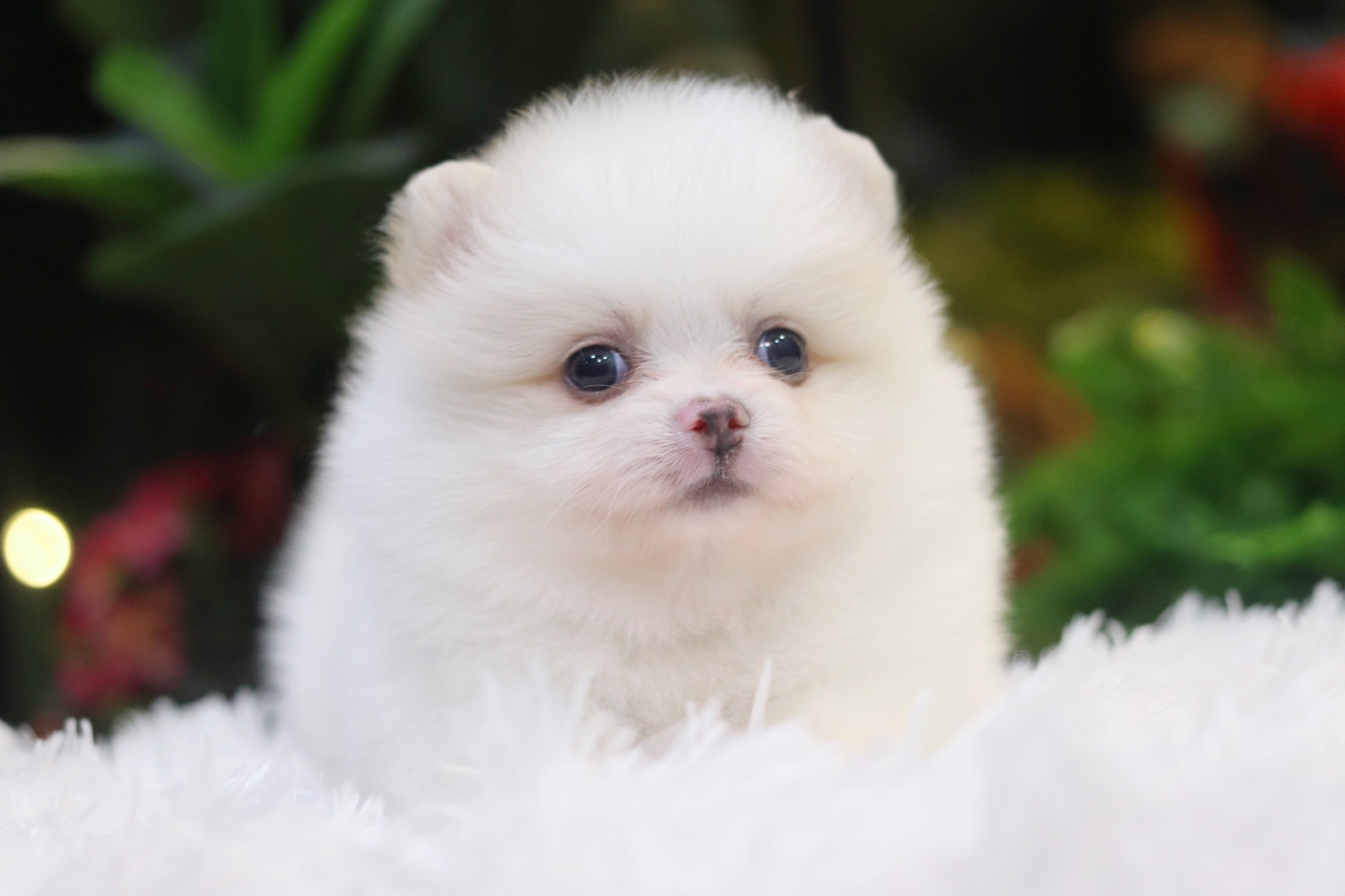 ปอมเมอเรเนียน เพศผู้ขาวครีม