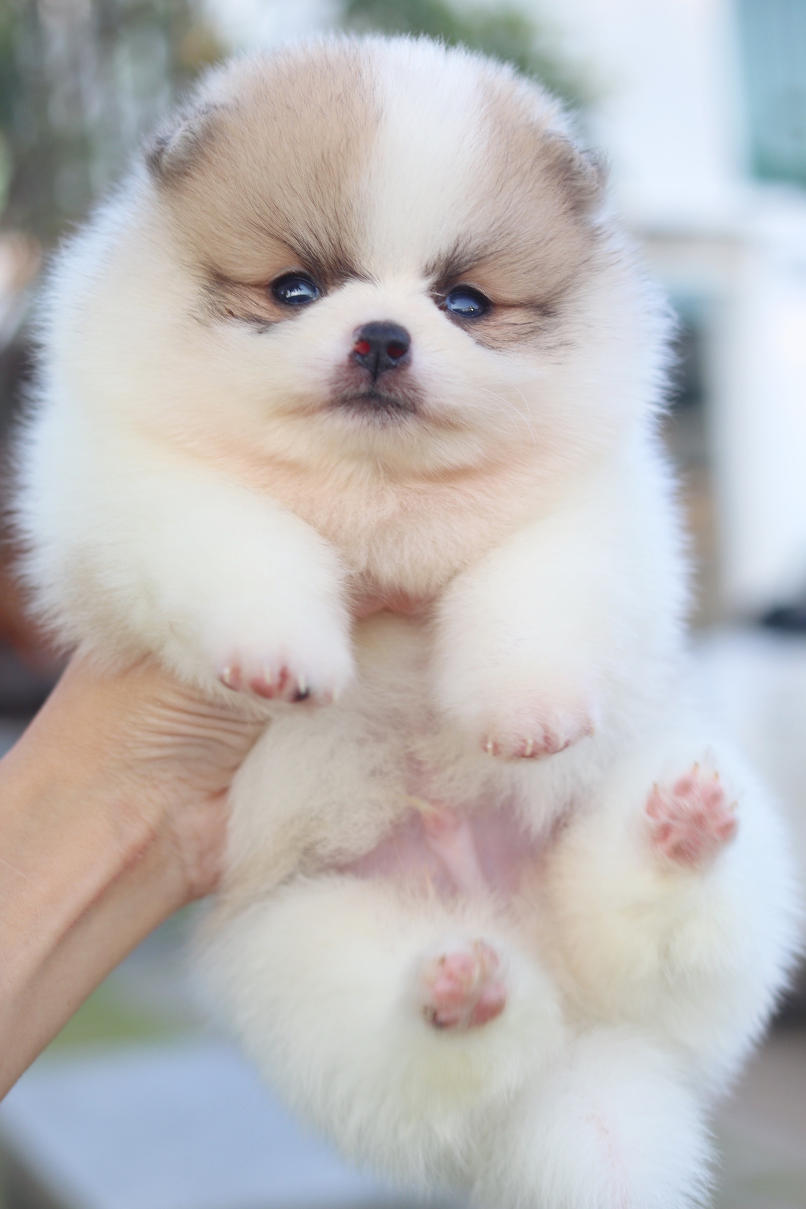 ปอมเมอเรเนียน เพศผู้ สีแฟนซี