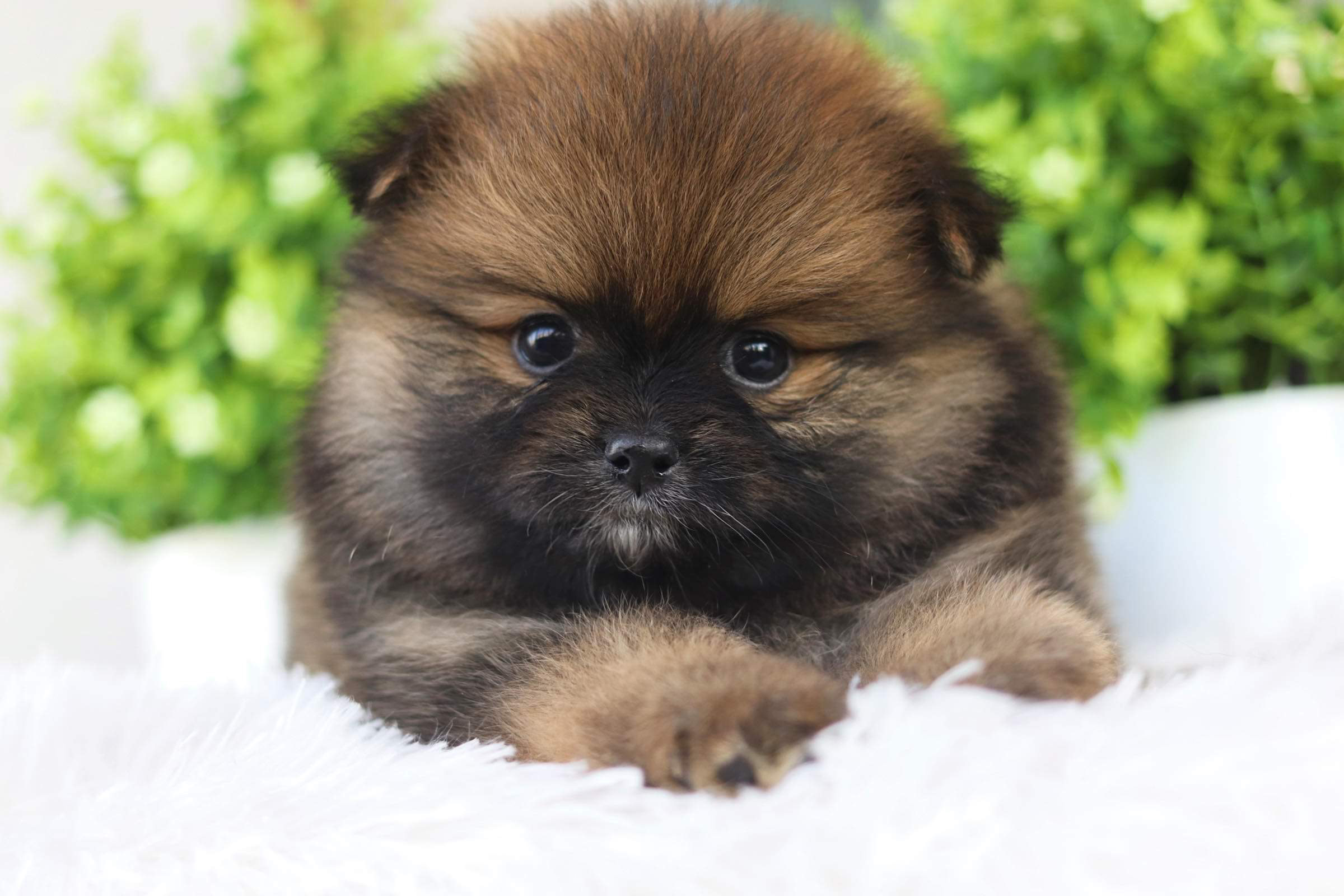 ปอมเมอเรเนียน เพศเมีย