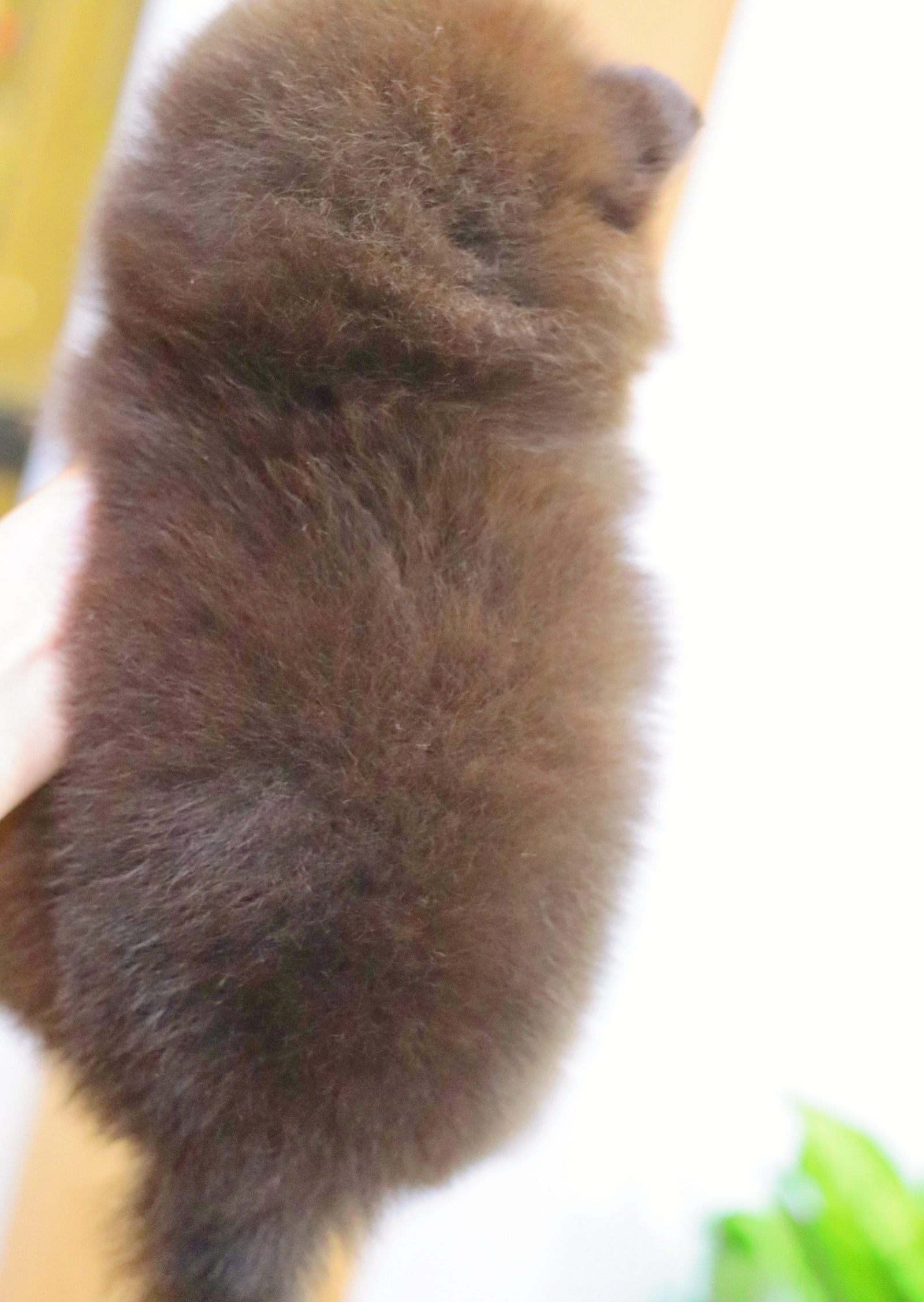 ปอมเมอเรเนียน เพศเมีย สีช็อคแทน