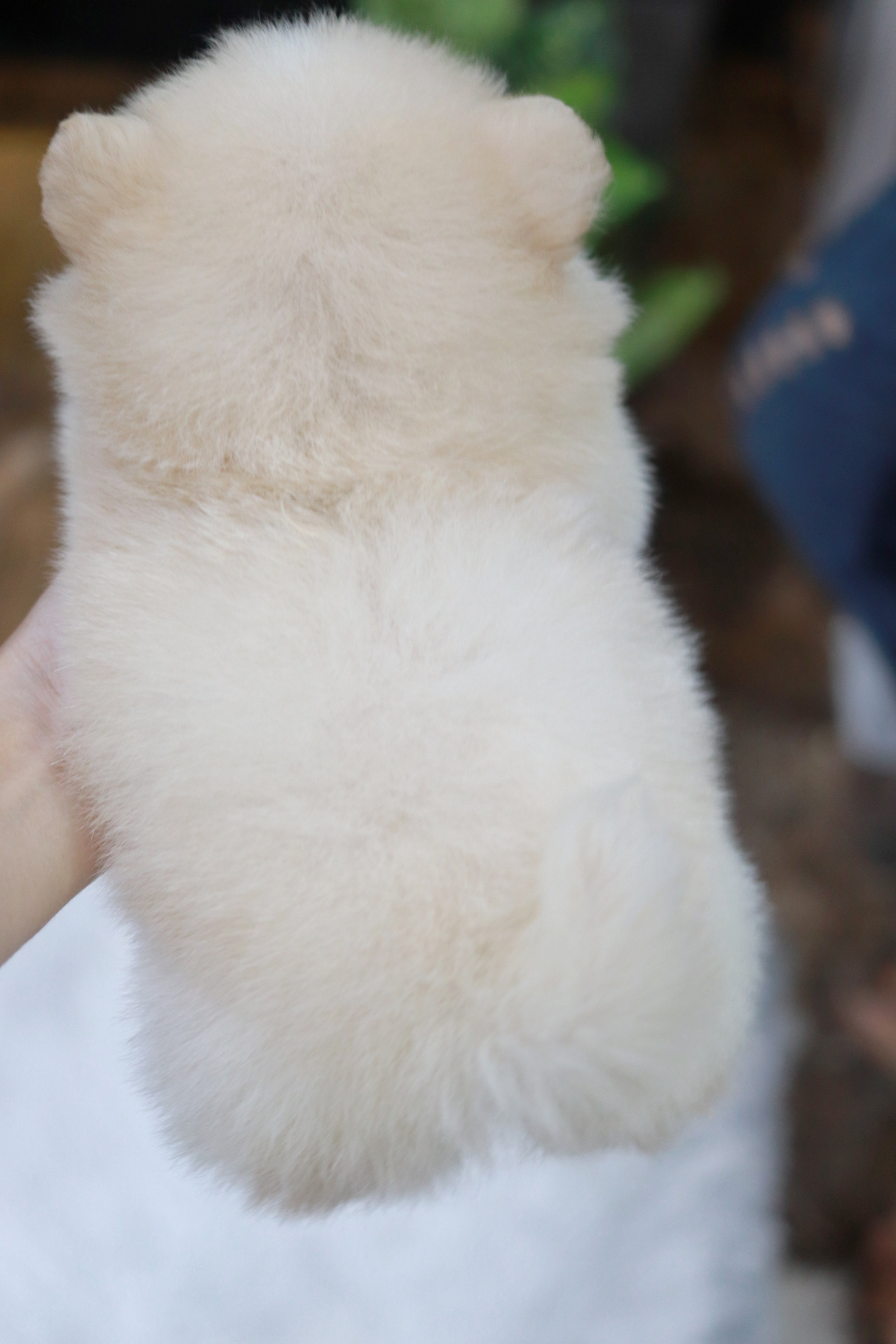 ปอมเมอเรเนียน เพศผู้ หน้าธรรมดา