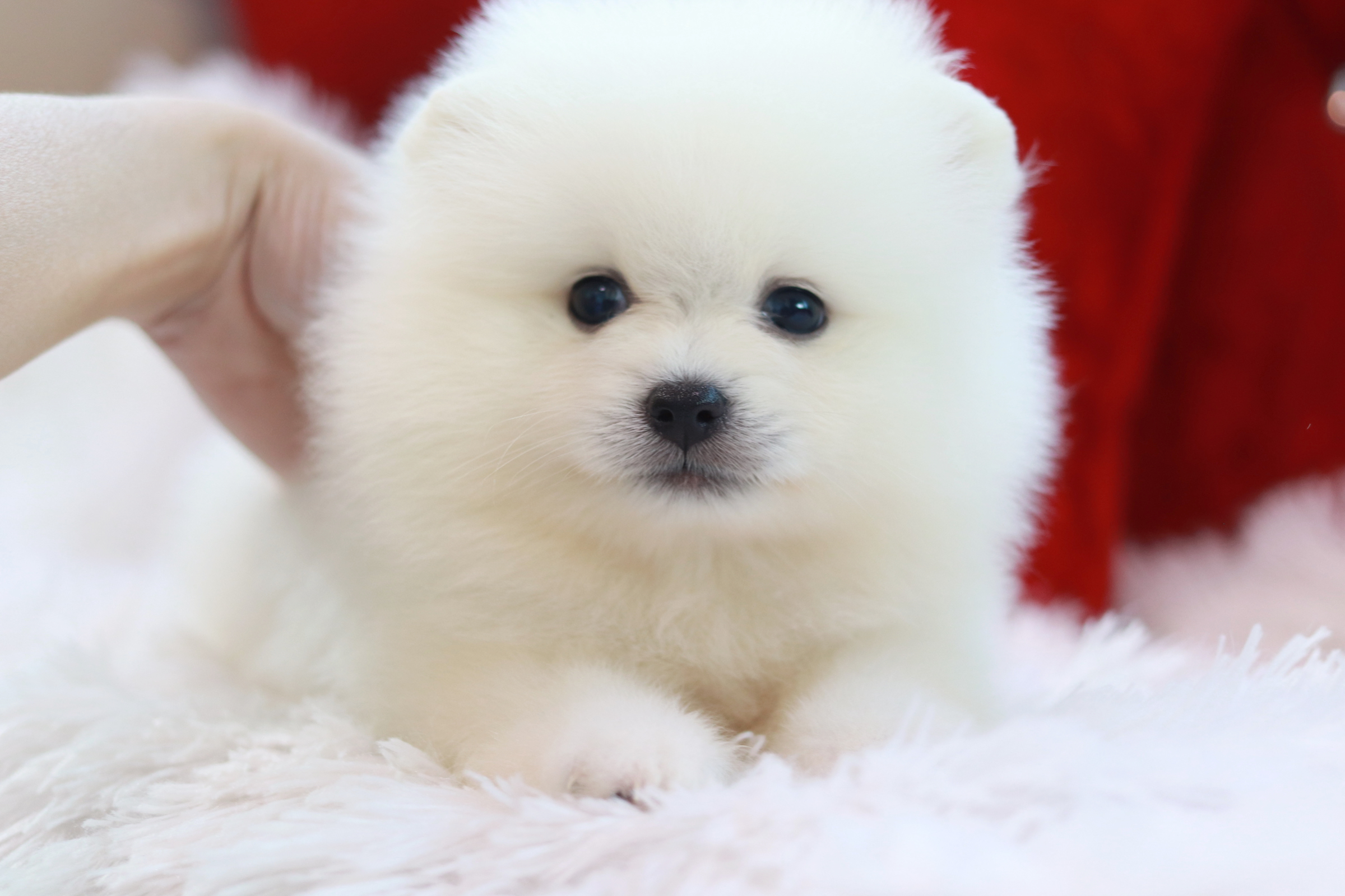 ปอมเมอเรเนียน เพศขาว ผู้ หน้าฟ็อก