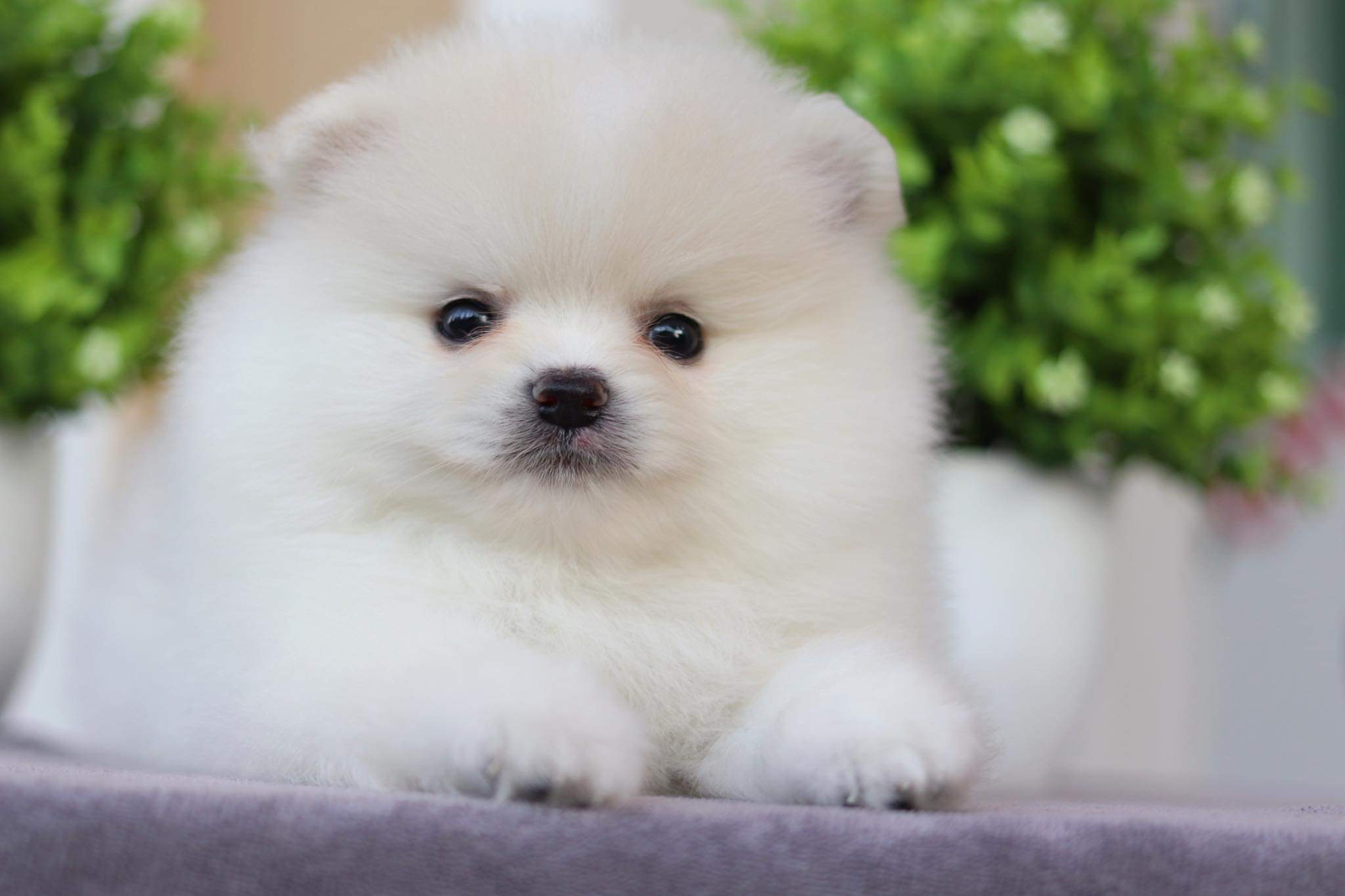 ปอมเมอเรเนียน เพศผู้