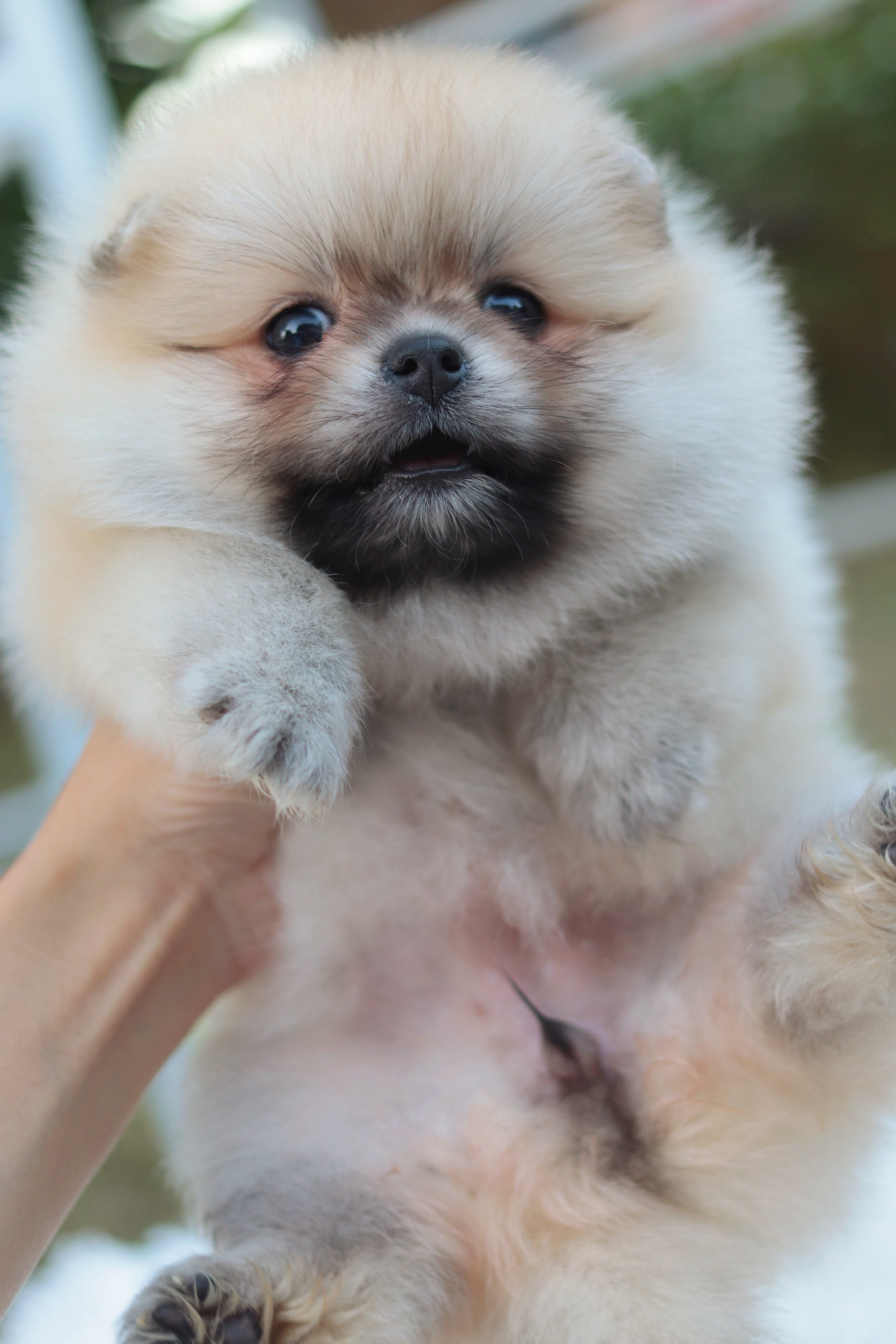 ปอมเมอเรเนียน เพศเมียสีส้ม หน้าตุ๊กตา