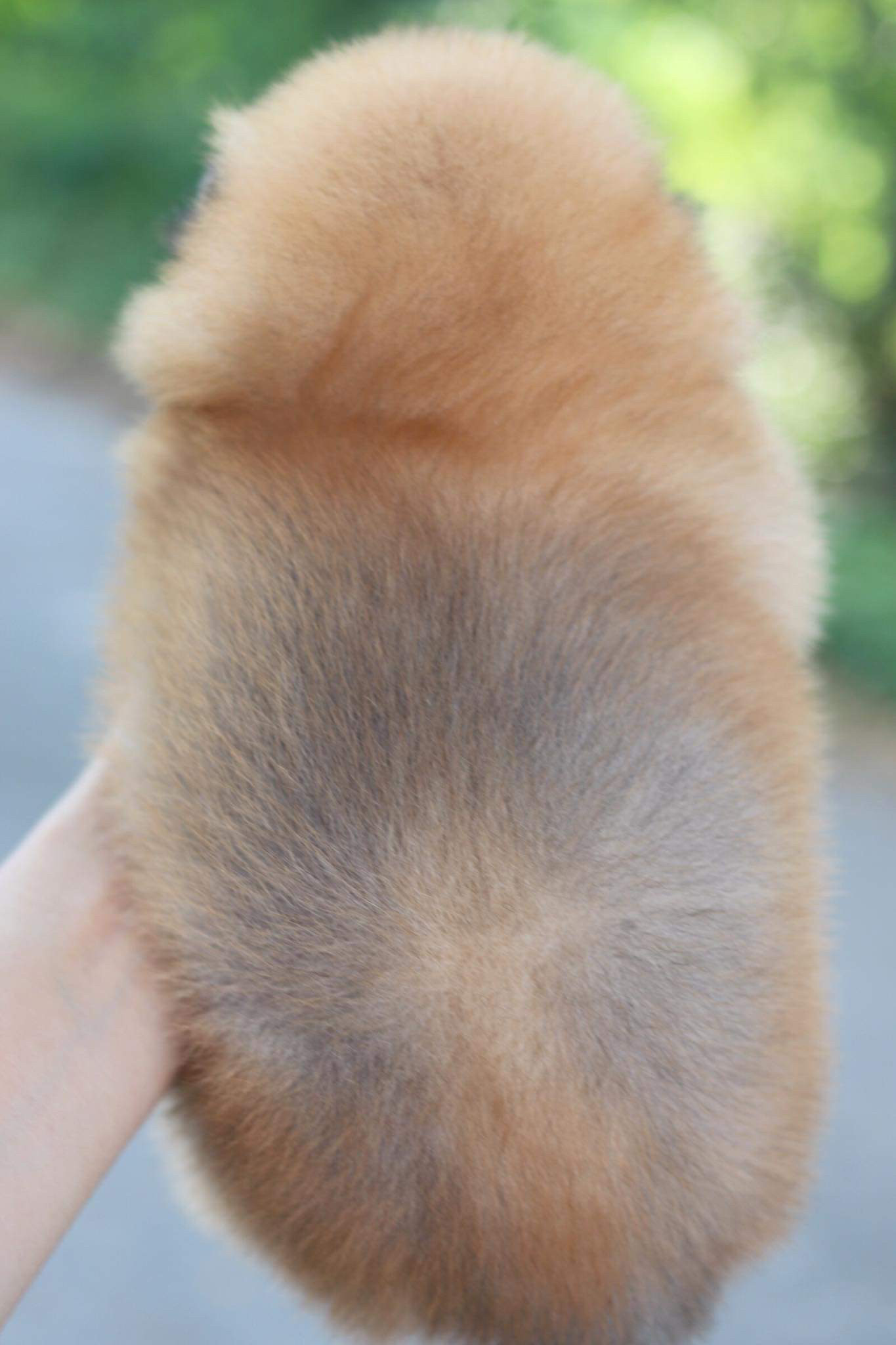 ปอมเมอเรเนียน เพศผู้