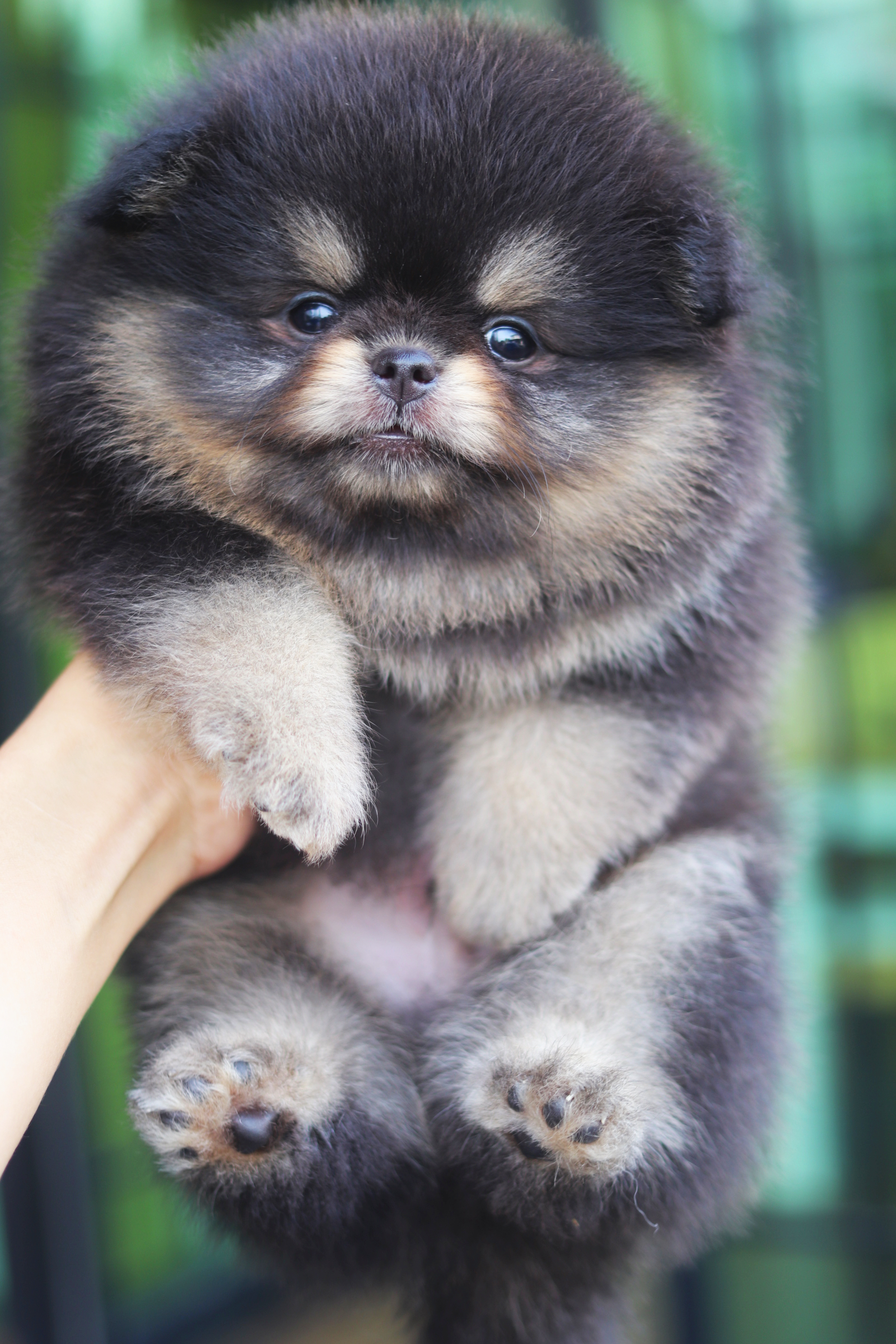 ปอมเมอเรเนียน เพศผู้สีแบล็คแทน