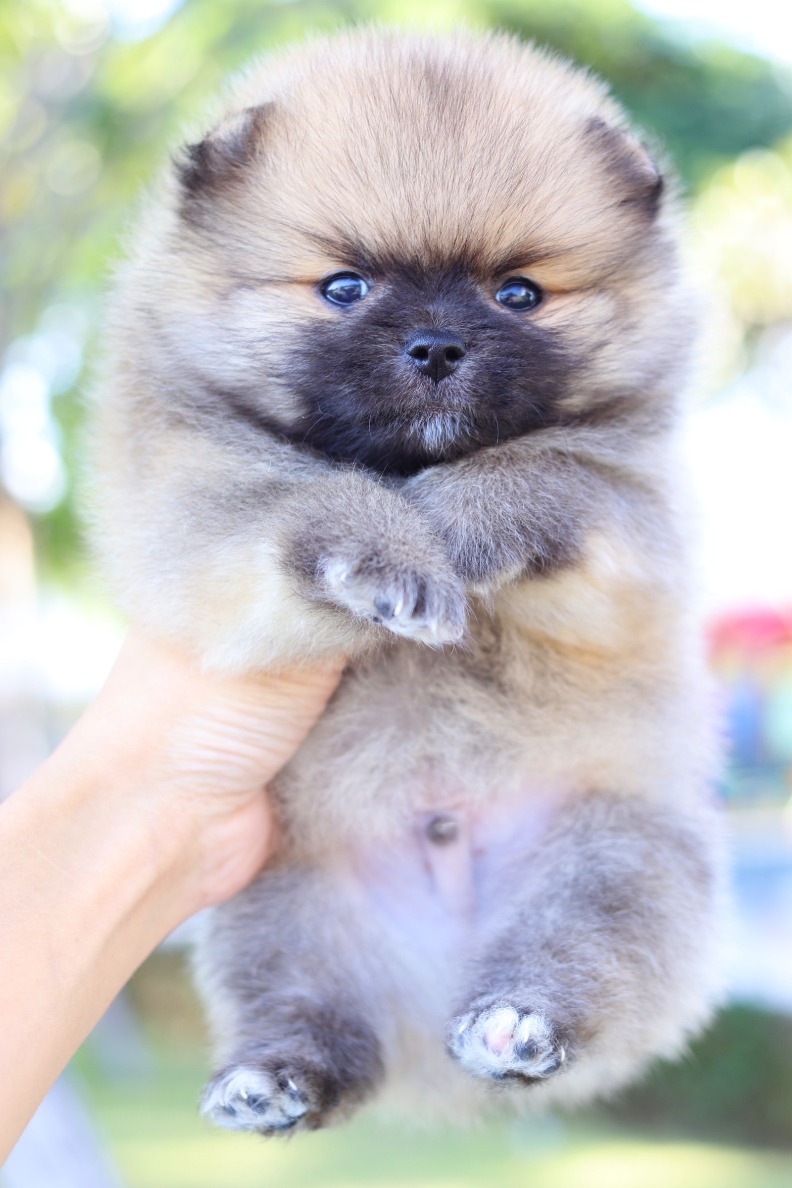 ปอมเมอเรเนียน เพศผู้ สีส้ม