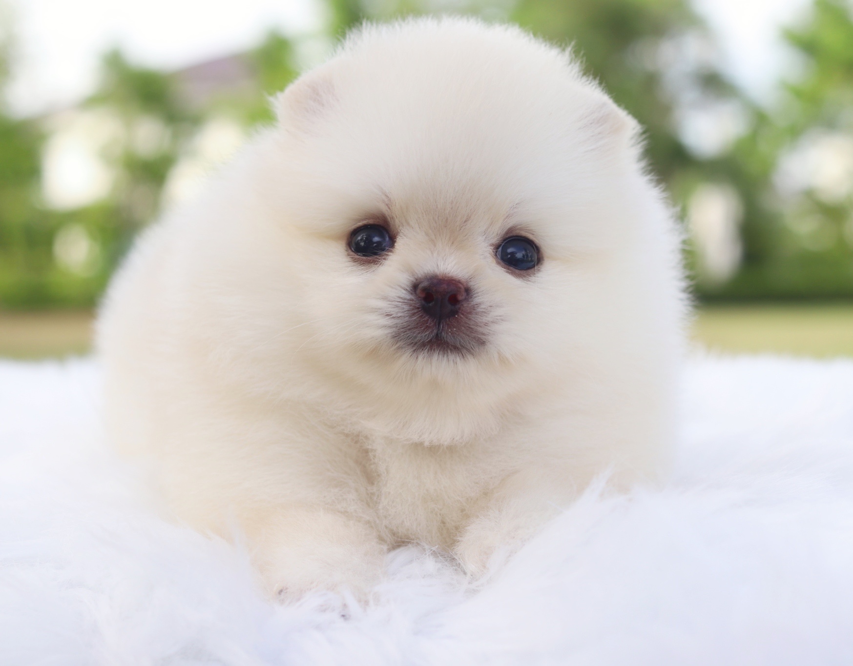 ปอมเมอเรเนียน เพศผู้สีขาวครีมเกรดโชว์