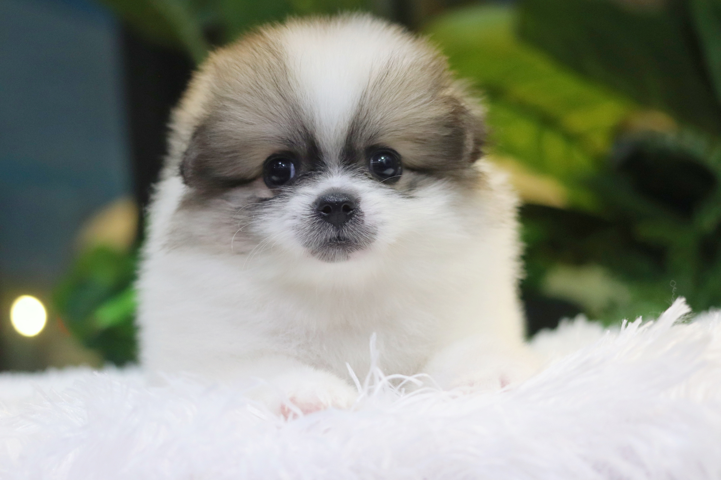 ปอมเมอเรเนียน เพศผู้แฟนซีเกรดเลี้ยงเล่นไซส์ปกติ