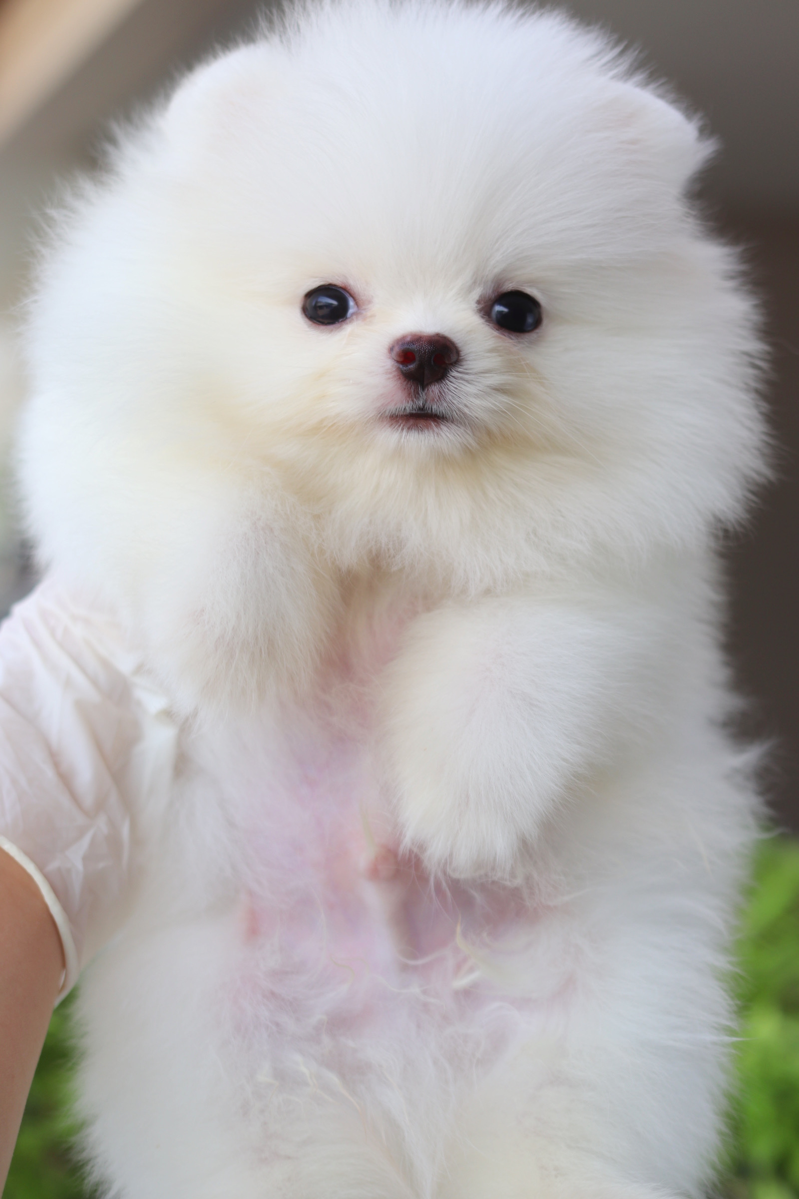 ปอมเมอเรเนียน เพศผู้สีขาวครีม เกรดโชว์