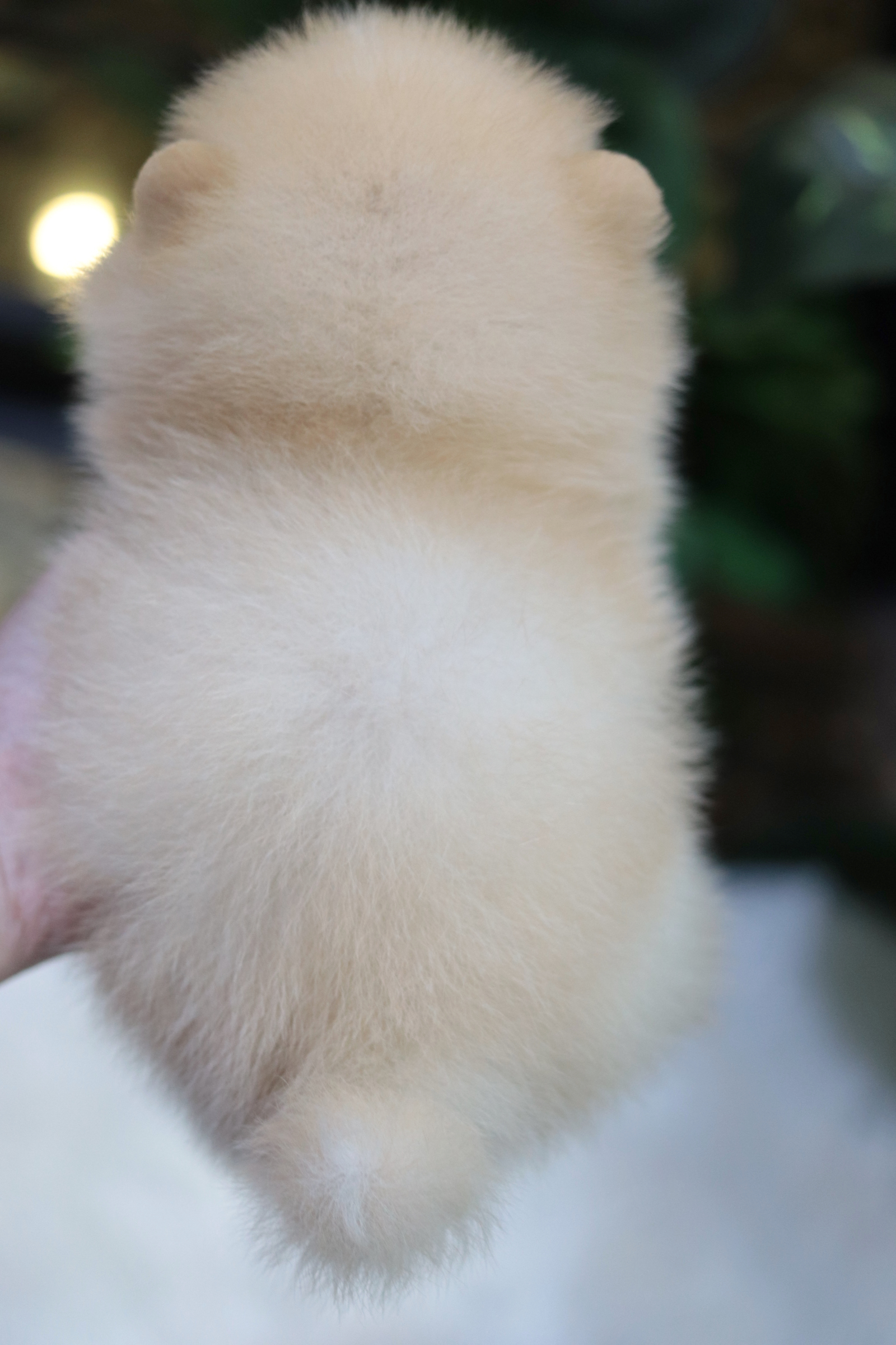 ปอมเมอเรเนียน เพศผู้ครีม