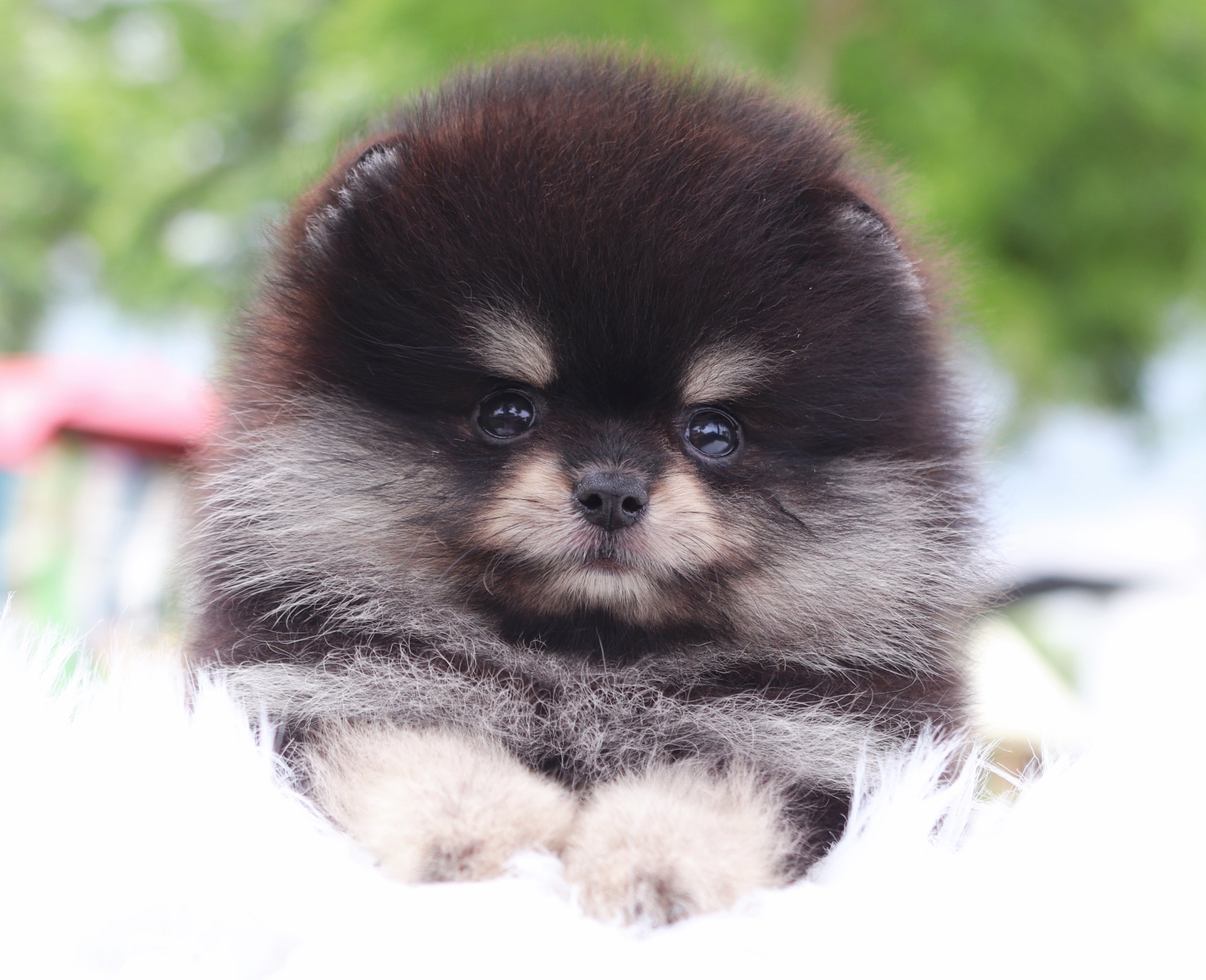 ปอมเมอเรเนียน เพศเมียสีแบล็คแทน