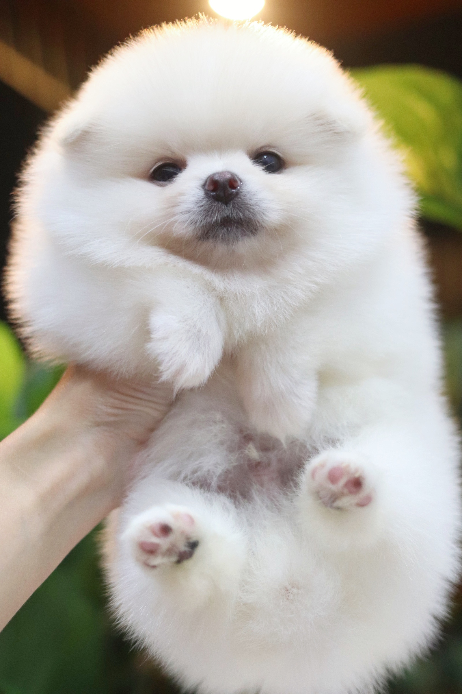 ปอมเมอเรเนียน เพศผู้ สีขาวครีม