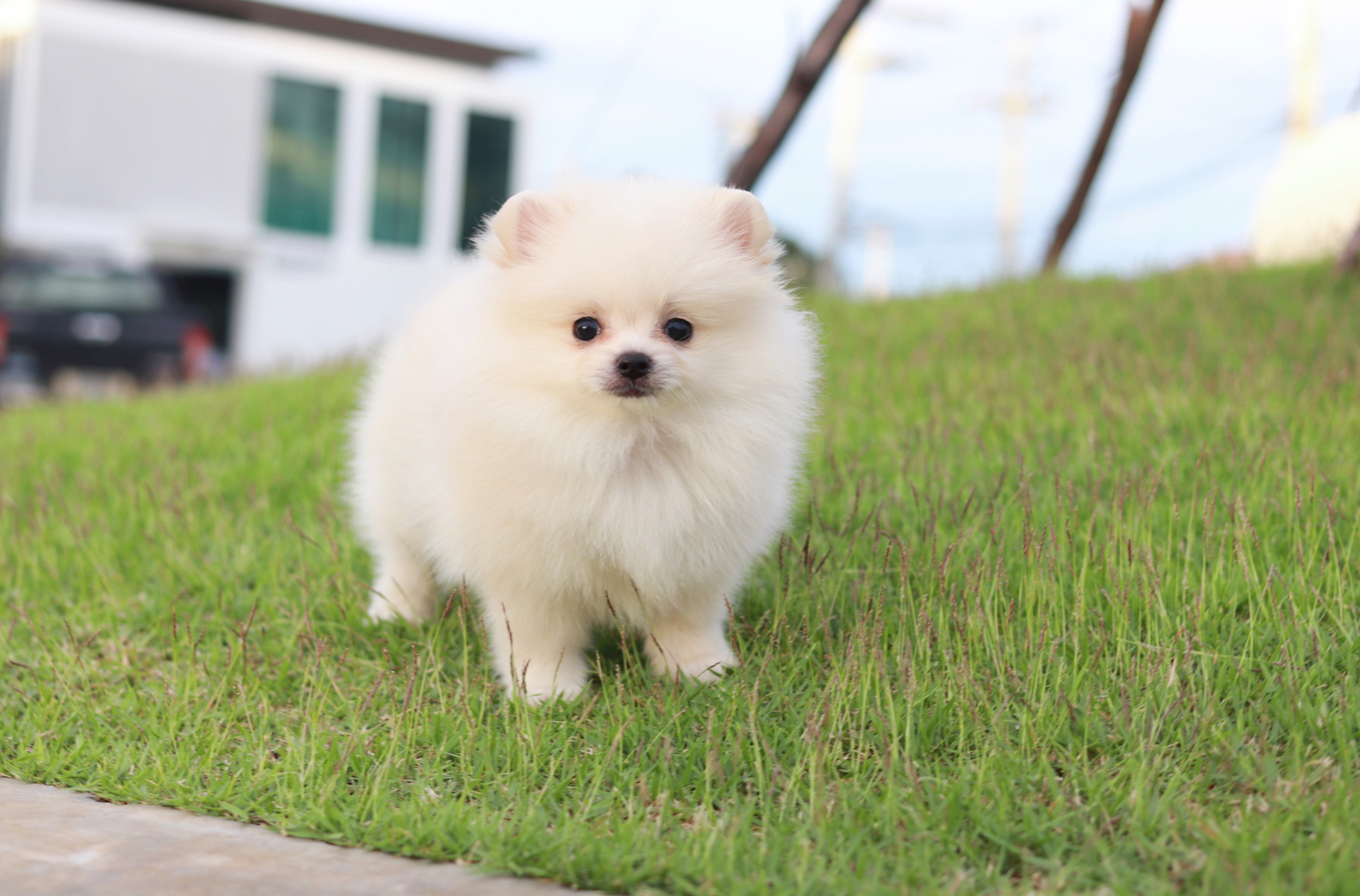 ปอมเมอเรเนียน เพศผู้ ขาวครีมขนแน่นๆ