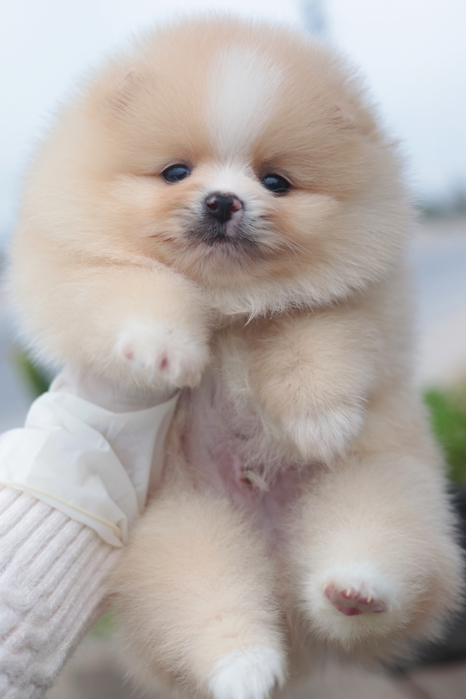 ปอมเมอเรเนียน เพศผู้ สีครีม