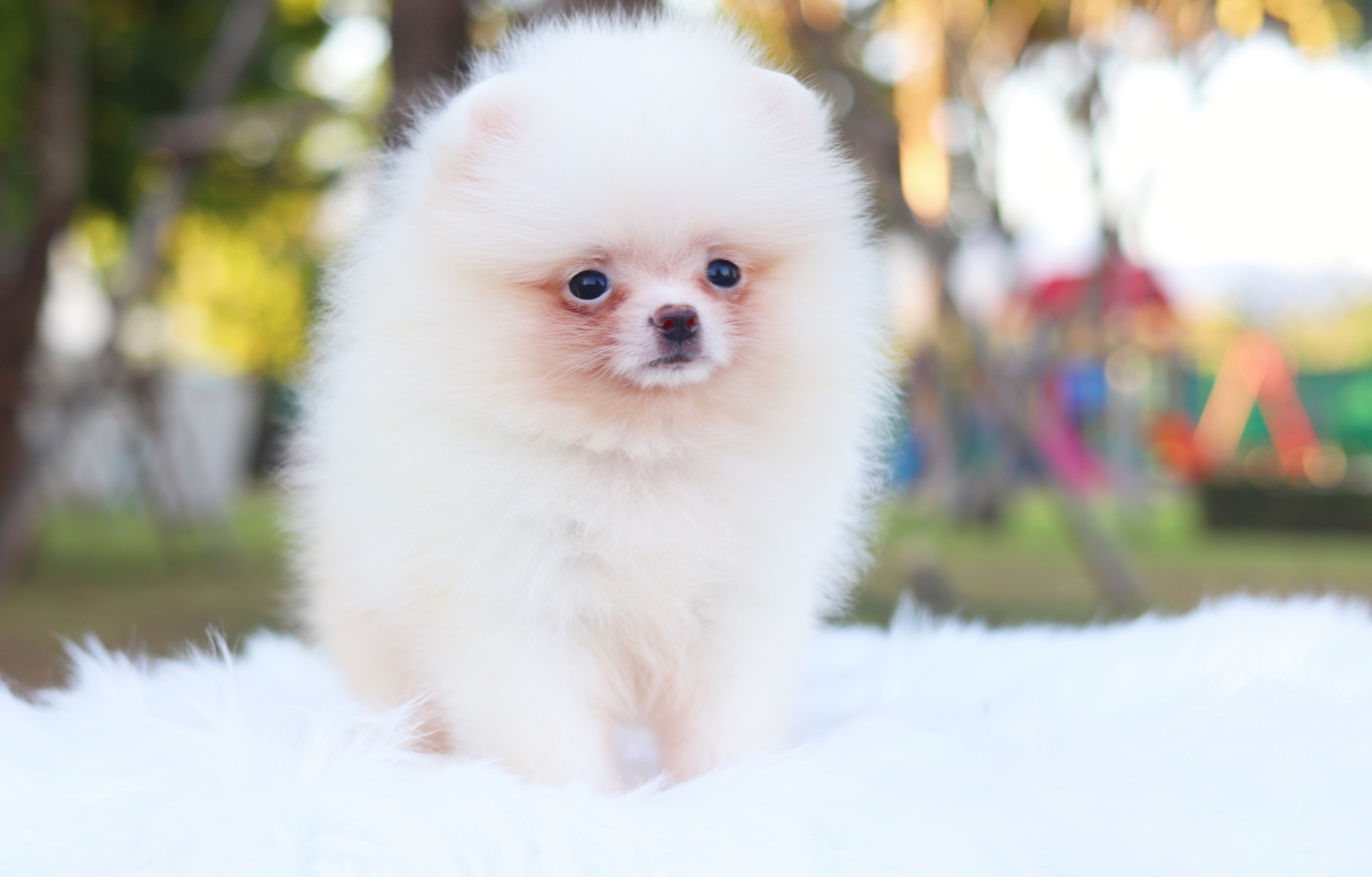 ปอมเมอเรเนียน เพศผู้ สีขาวครีม ไซส์เล็ก