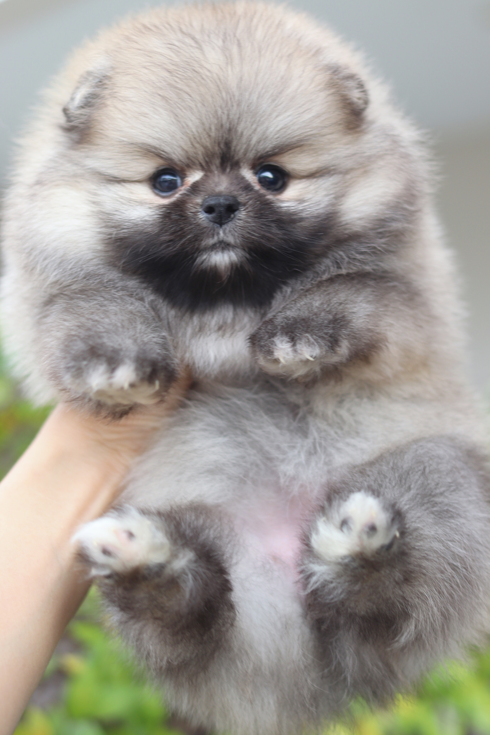 ปอมเมอเรเนียน เพศเมียสีส้ม เกรดโชว์