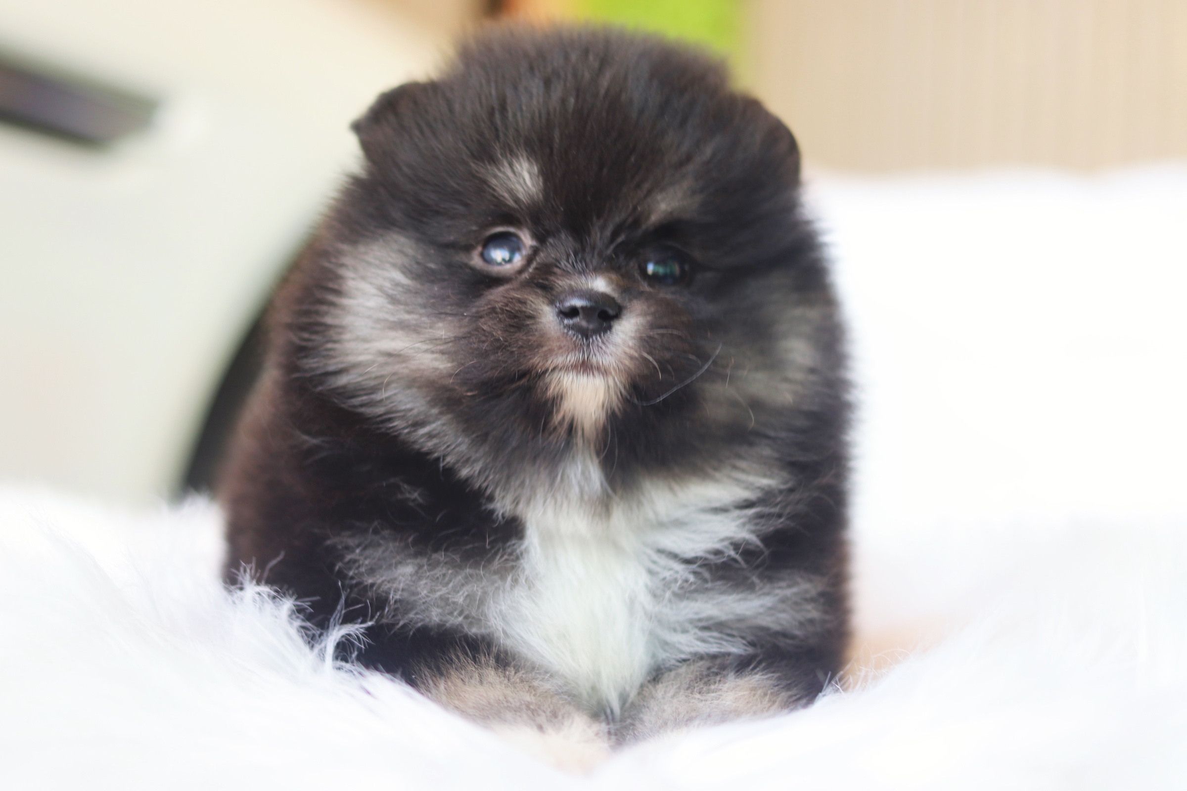 ปอมเมอเรเนียน เพศผู้ แบล็คแทน