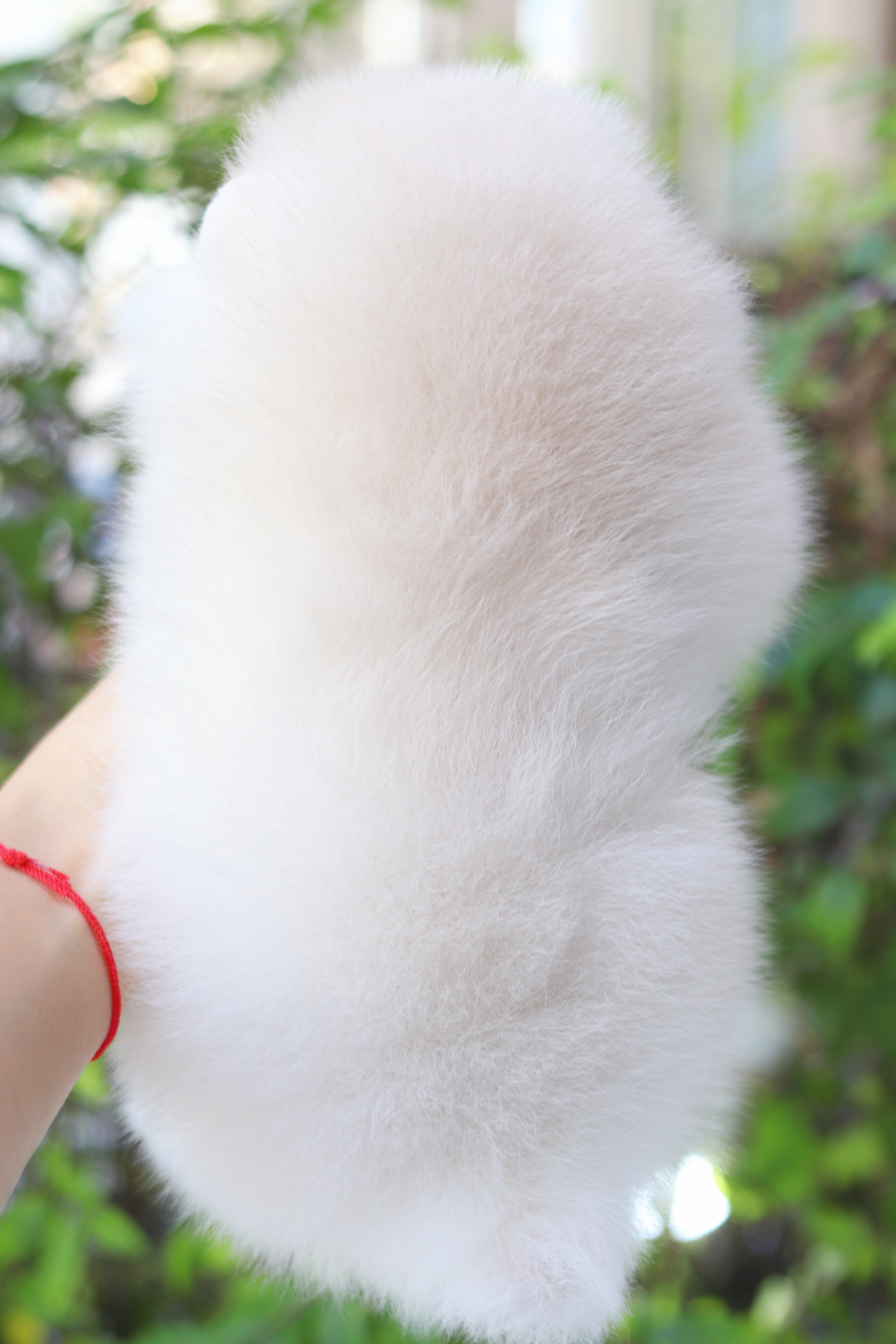 ปอมเมอเรเนียน เพศเมียสีขาวครีมลูกครึ่งเกาหลี เกรดโชว์