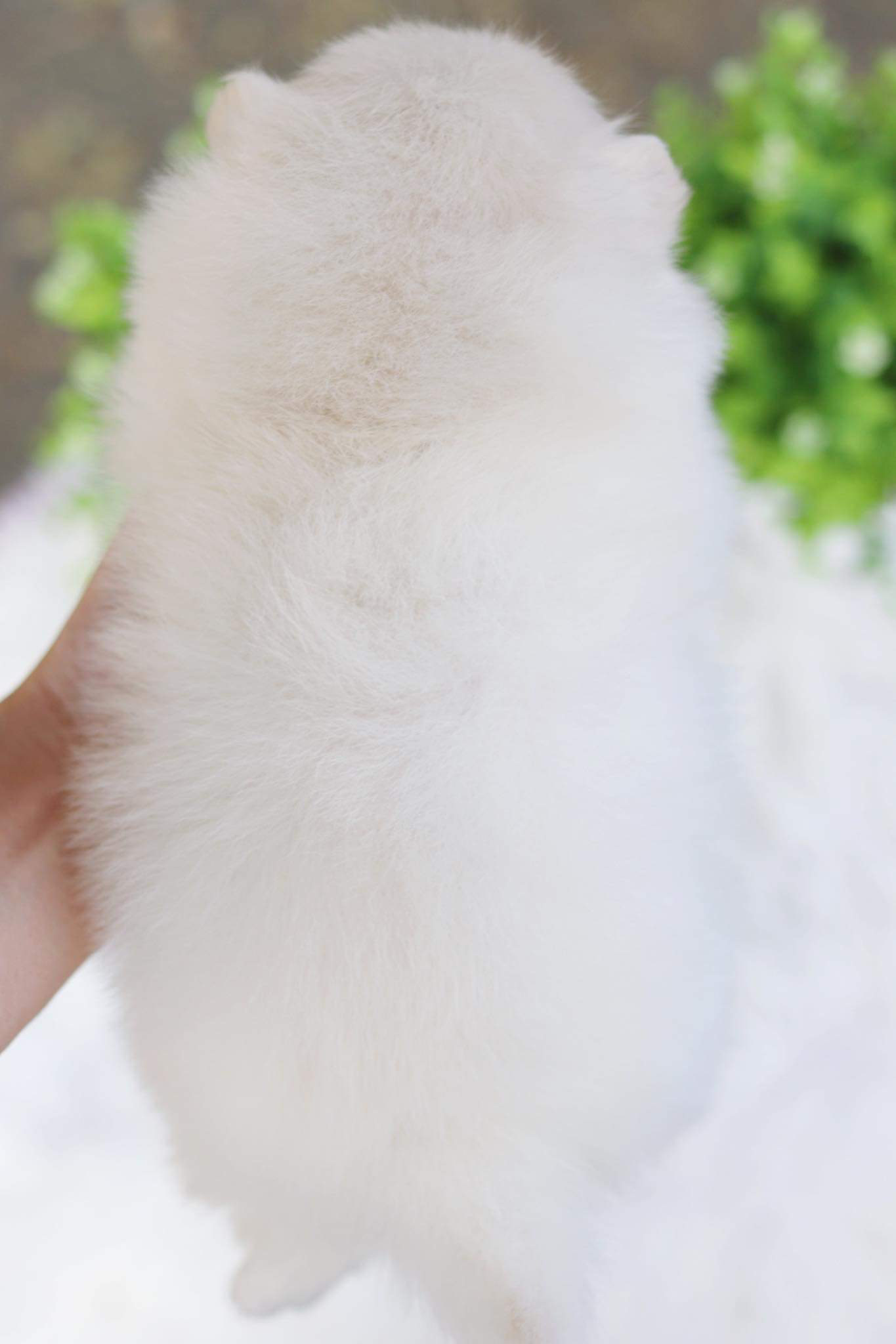 ปอมเมอเรเนียน เพศเมีย