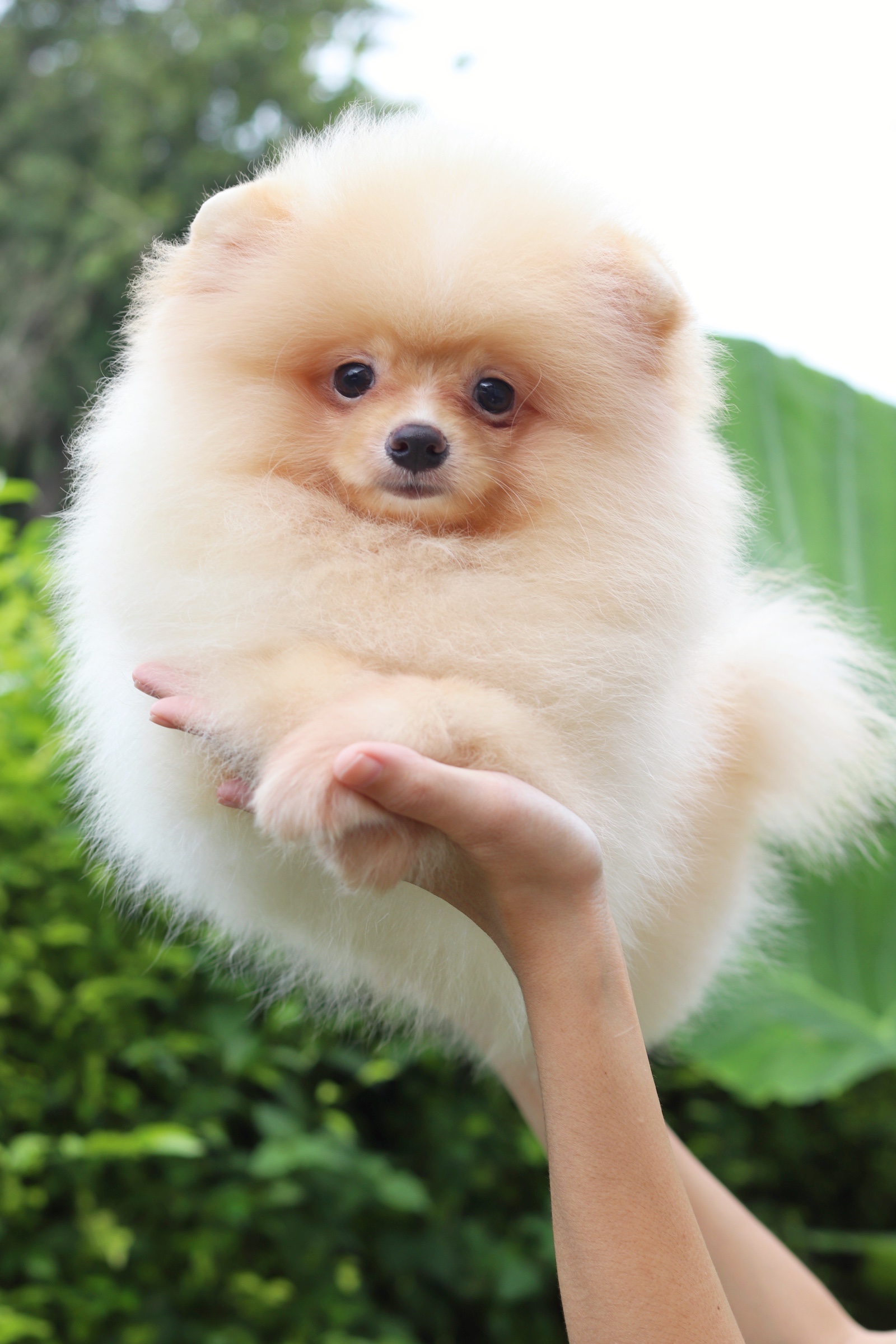 ปอมเมอเรเนียน เพศผู้ สีครีม อายุ สามเดือน