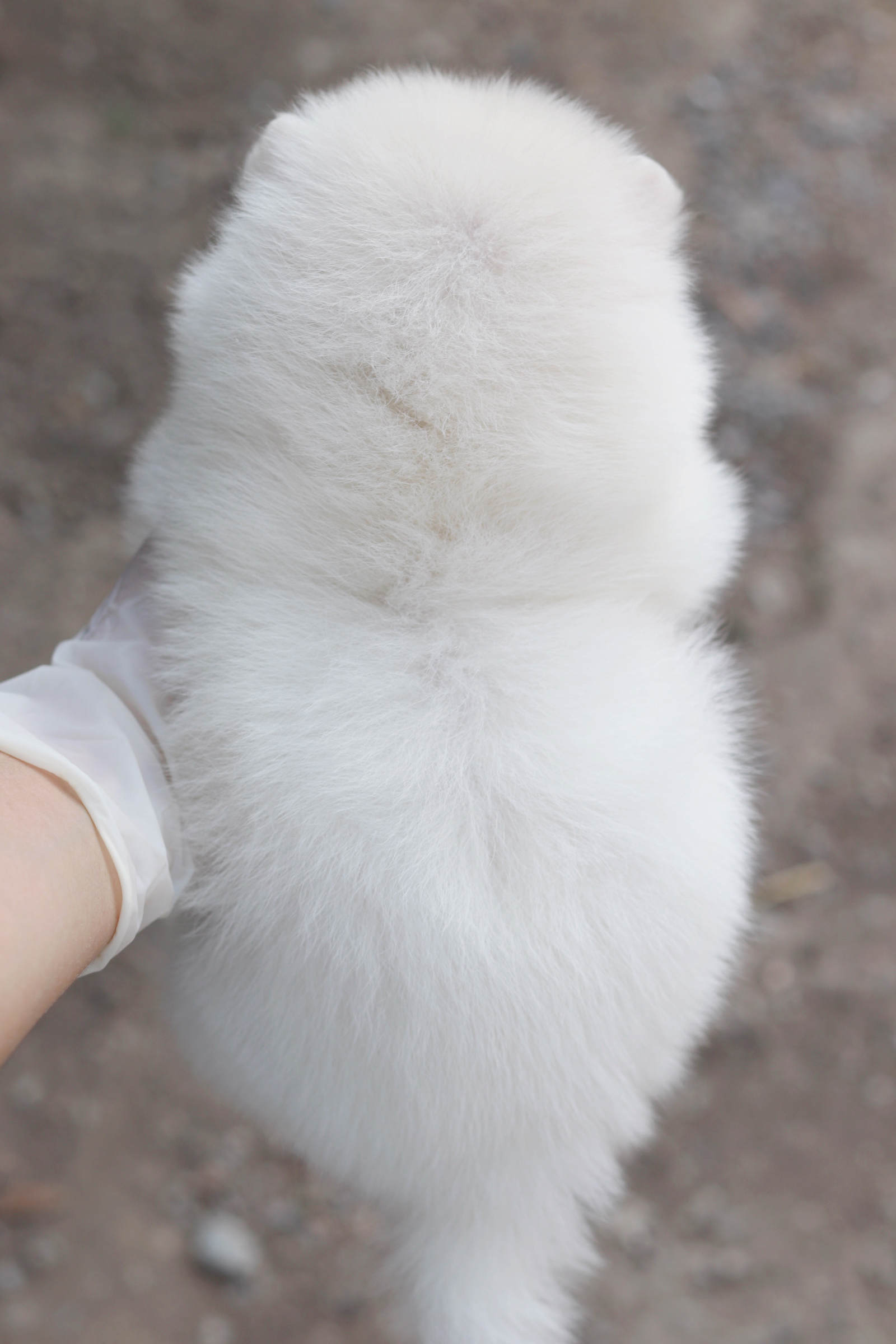 ปอมเมอเรเนียน เพศเมียขาว