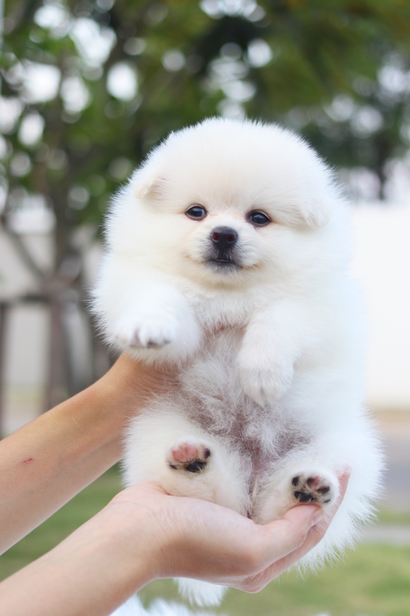 ปอมเมอเรเนียน เพศเมียสีขาวครีม