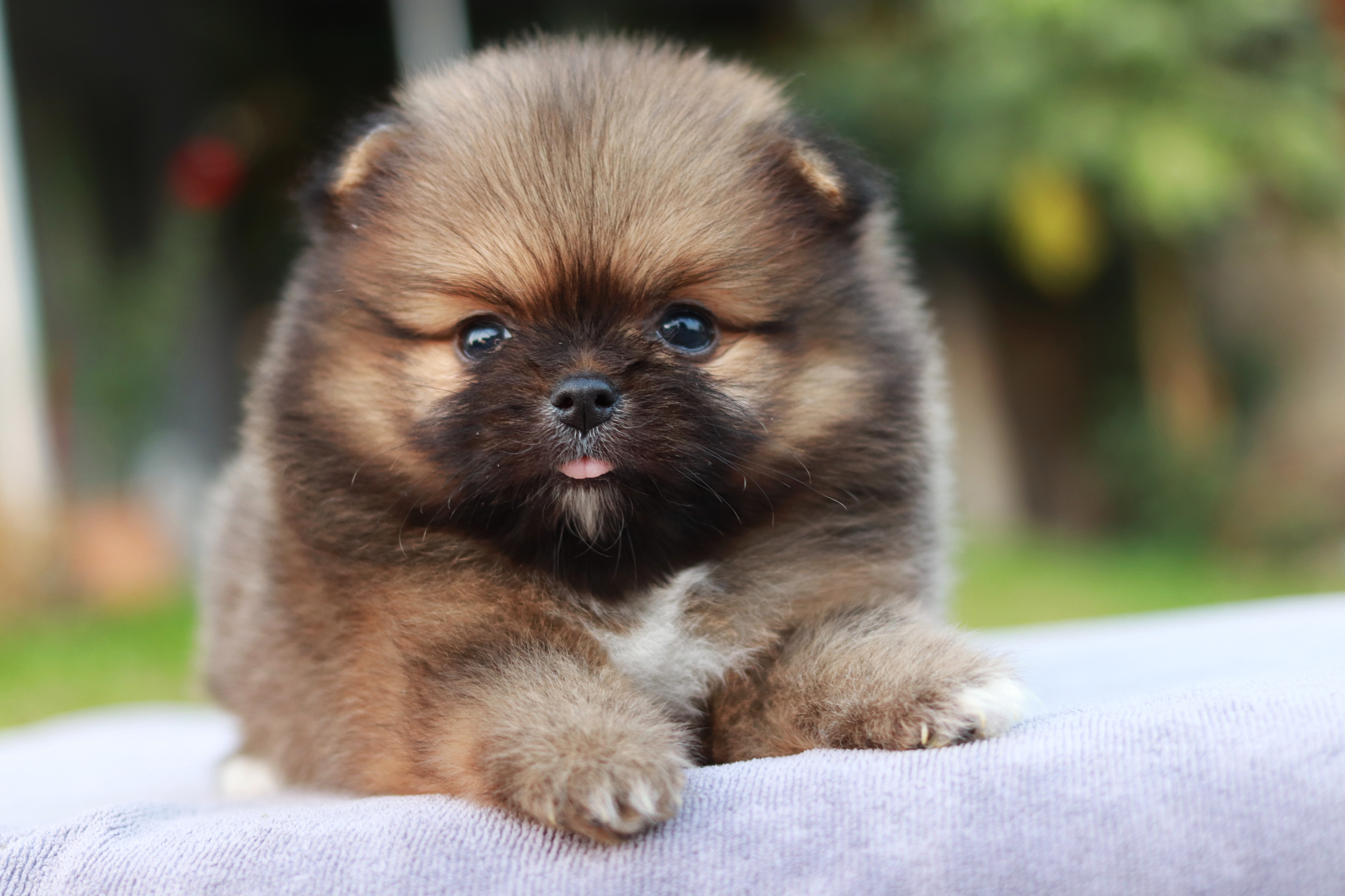 ปอมเมอเรเนียน เพศผู้ ส้มขนแน่น ขี้เล่น