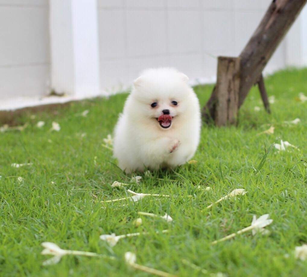 ปอมเมอเรเนียน เพศผู้