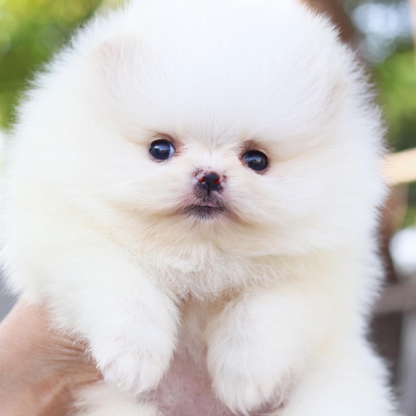 ปอมเมอเรเนียน เพศเมียสีขาวครีมเกรดโชว์