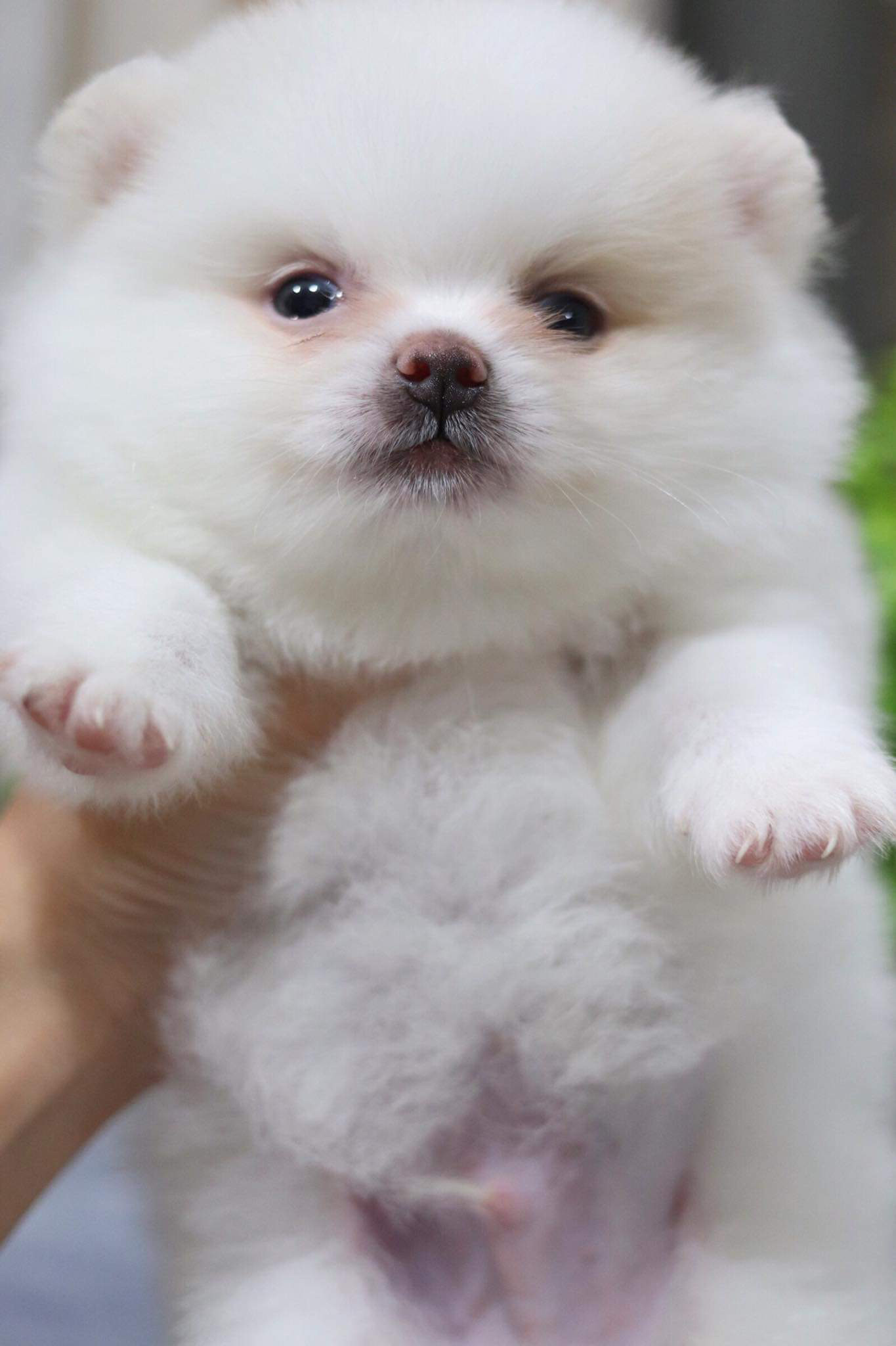 ปอมเมอเรเนียน เพศผู้